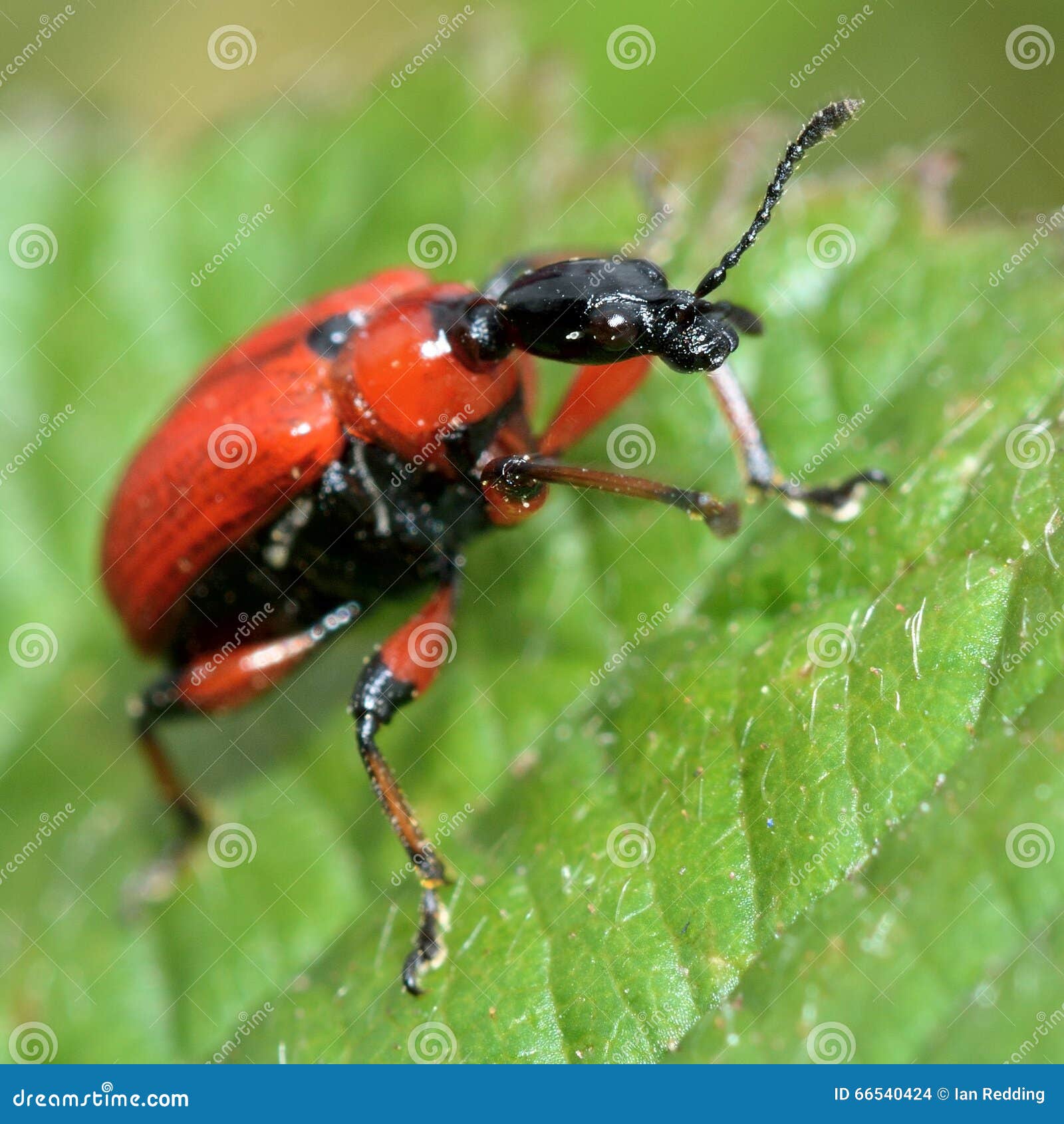 Scarabeo nocciola del sigaraio (coryli di Apoderus). Uno scarabeo rosso e nero insolito nella famiglia Attelabidae, i tonchi di foglia-rotolamento
