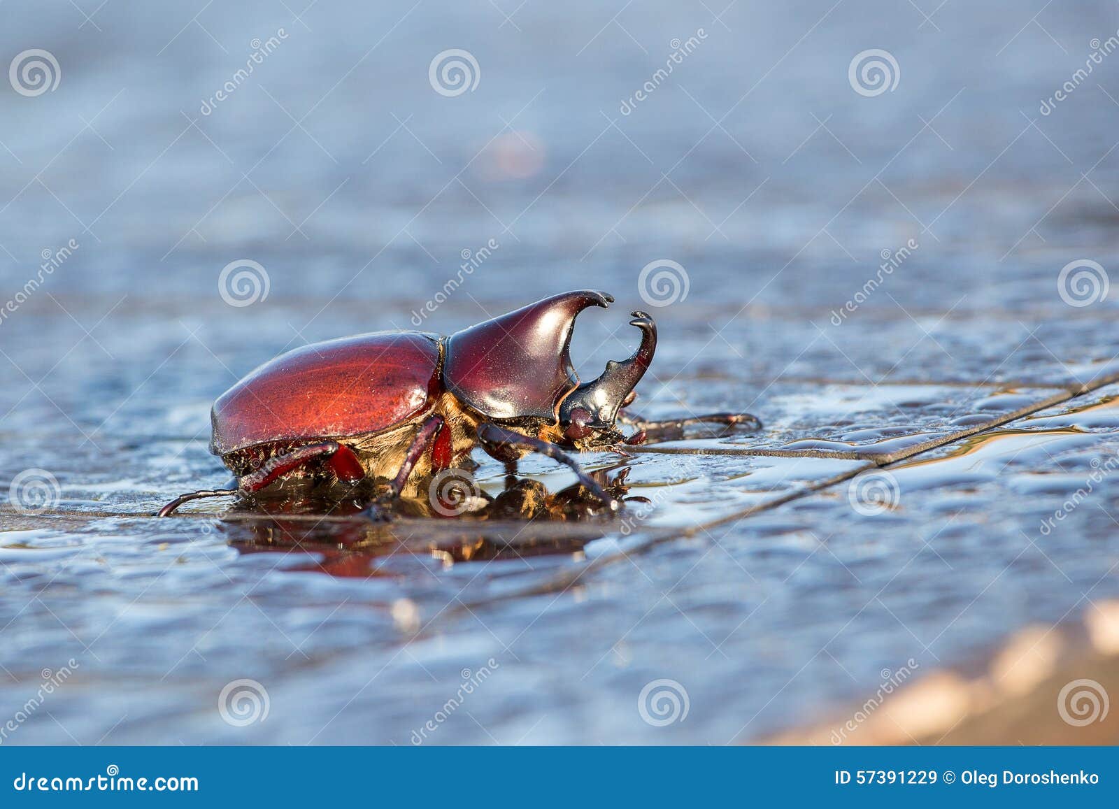 Scarabeo rinoceronte, scarabeo di rinoceronte, scarabeo di Ercole, scarabeo dell'unicorno, scarabeo di Horn, fine su, all'aperto