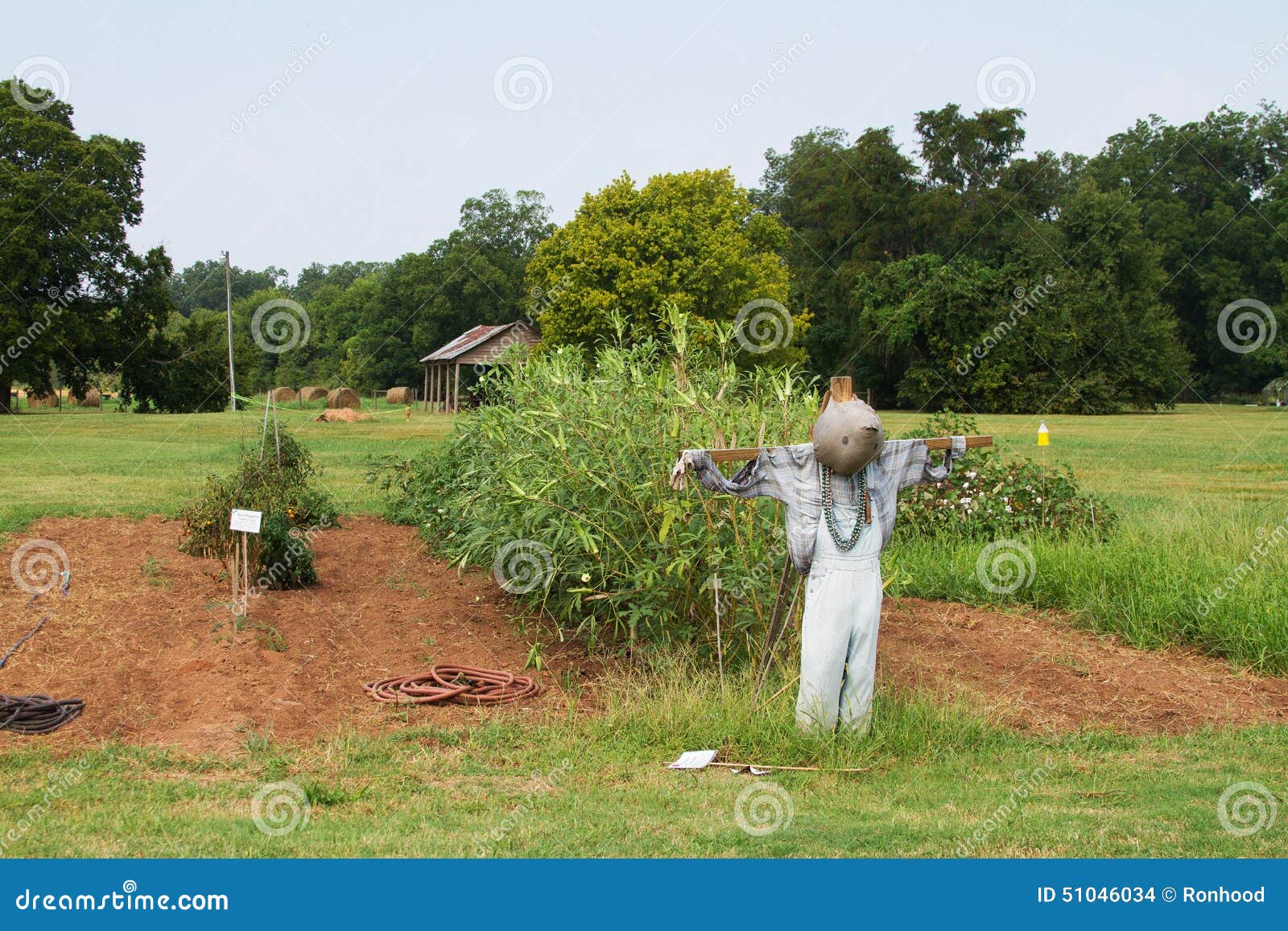 Scarecrow stock photo. Image of scarecrow, tree, hose 51046034