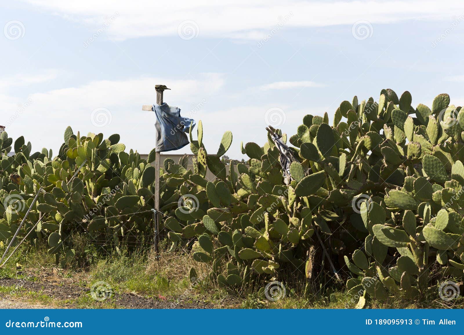 scarecrow guarding a patch of unkept cactus in regional australia