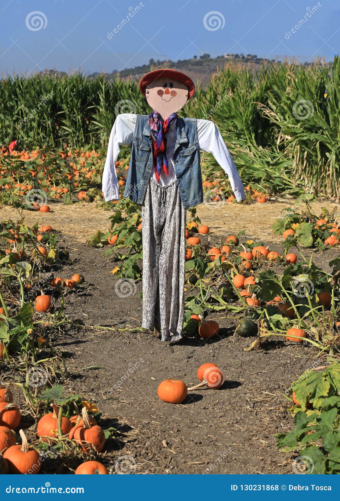 Scarecrow pumpkin patch stock photo. Image of dressed - 130231868