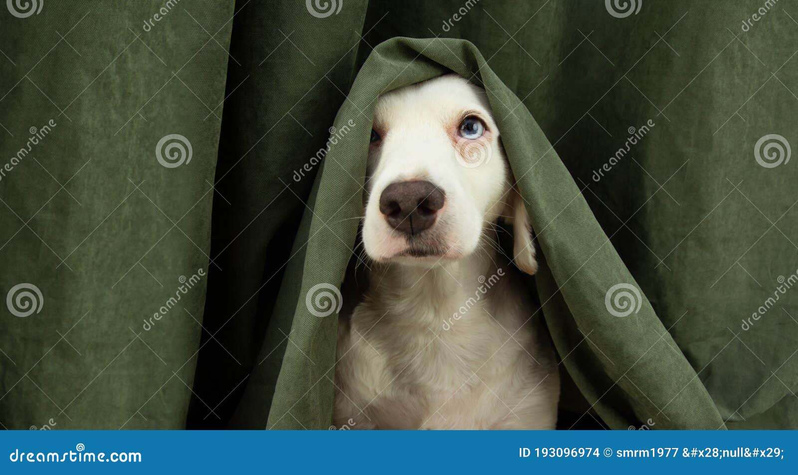Scared or Afraid Puppy Dog Hide with a Curtain Stock Photo Image of
