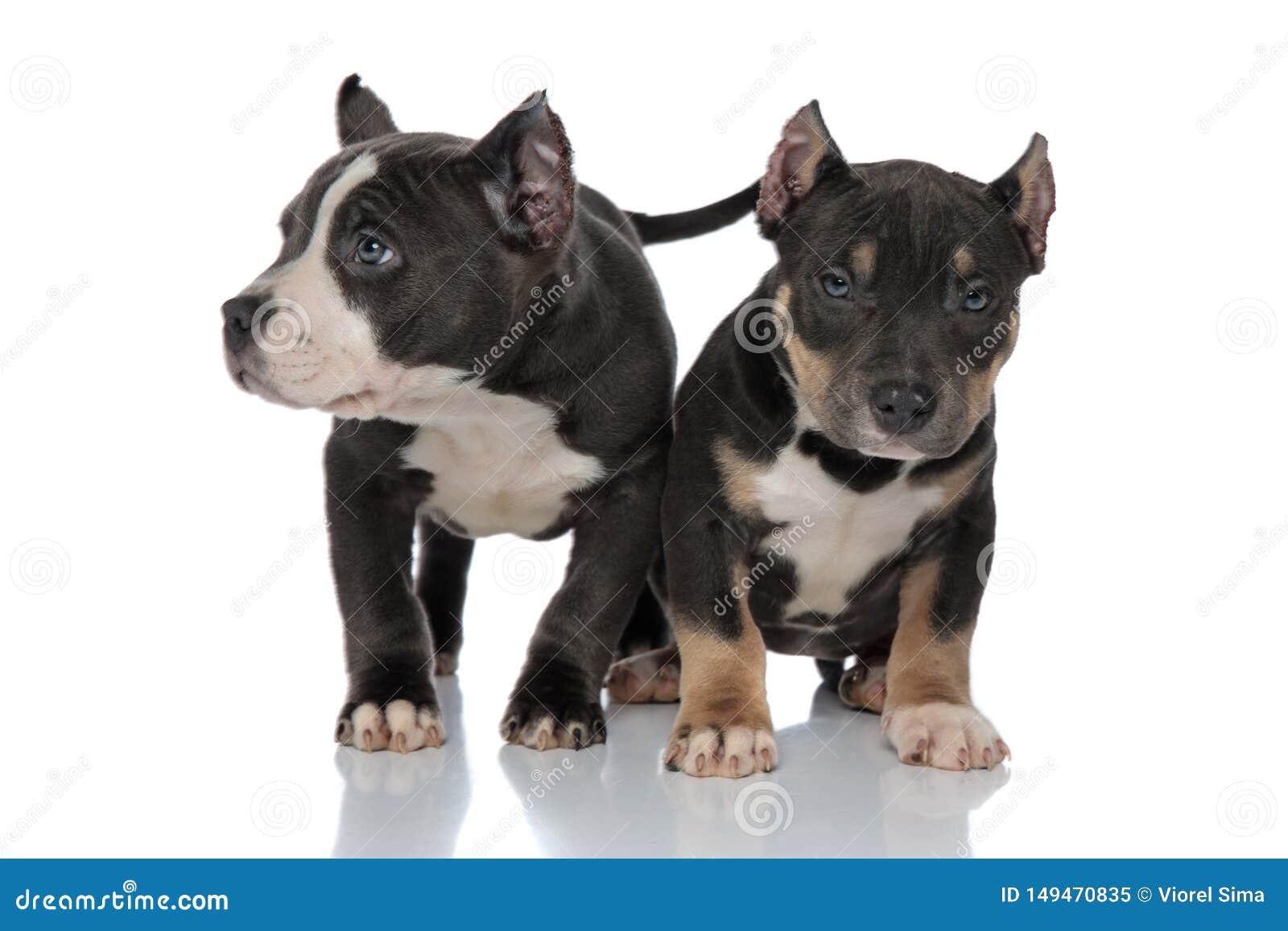 Scared American Bully Puppy Being Protected By His Friend Stock Image Image Of Eager Background 149470835