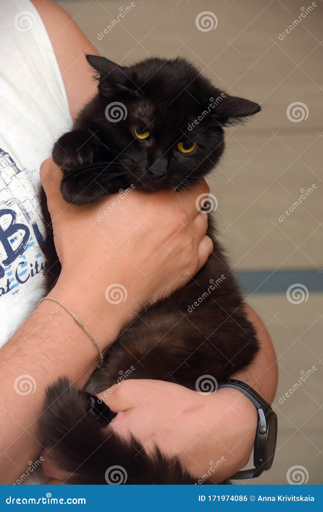 Scared black cat in arms stock photo. Image of background 171974086