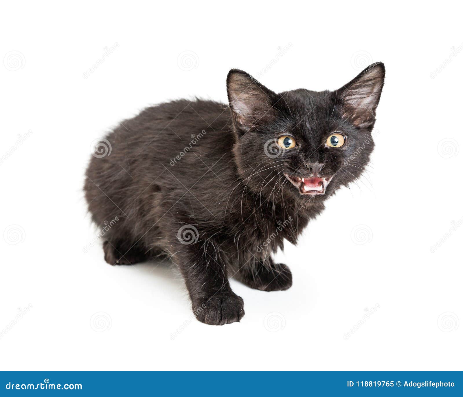 black cat hiss black cat hiss