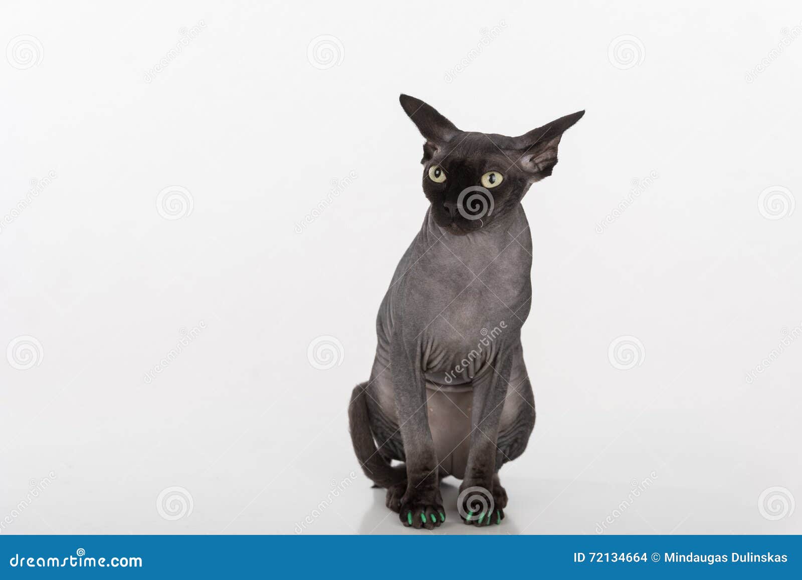 Scared Black Sphynx Cat With Green Nails. Isolated On White Background