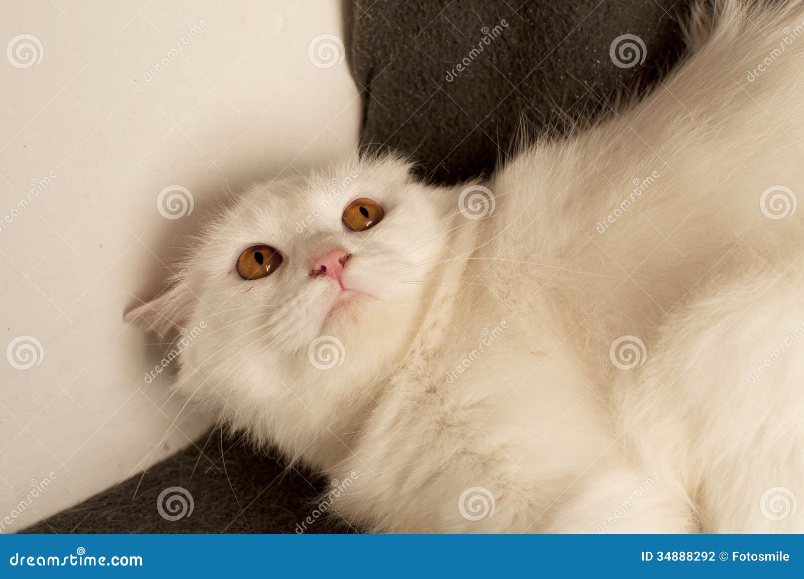 Scared cat stock photo. Image of folded, ears, turned ...