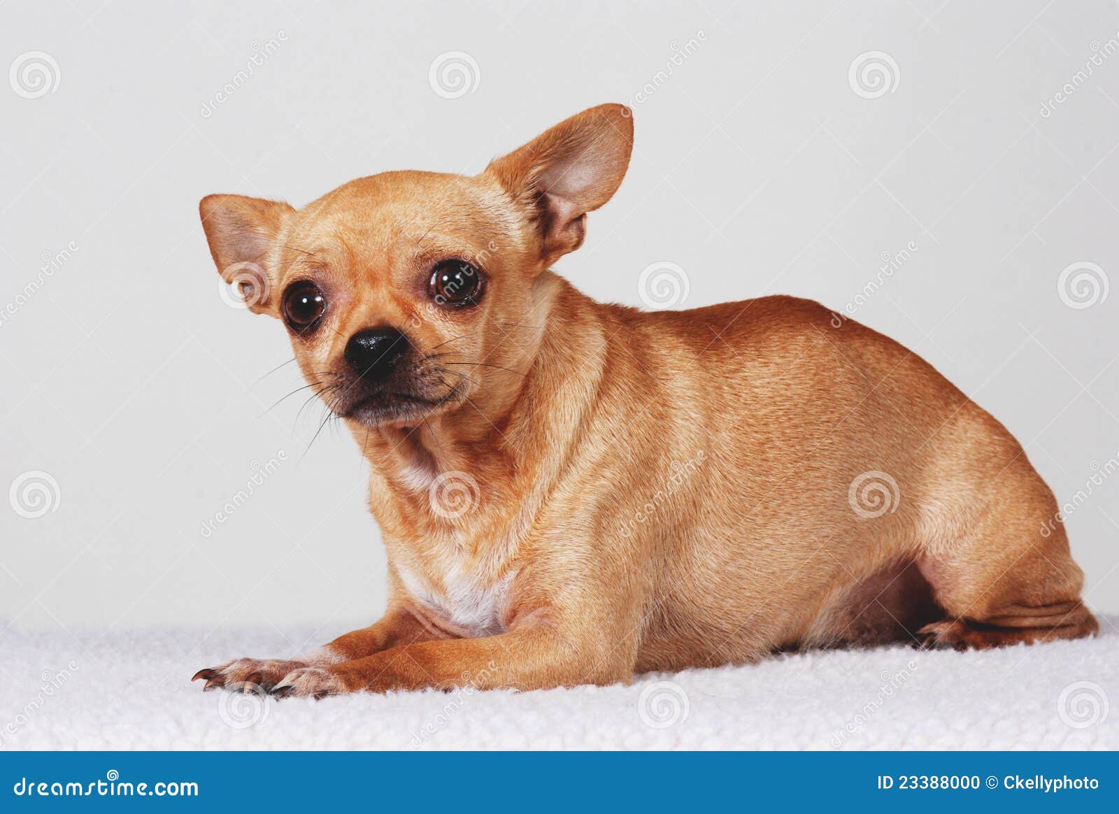 2 Scared Chihuahua Photos Free Royalty Free Stock Photos From Dreamstime 2 Scared Chihuahua Photos Free Royalty Free Stock Photos From Dreamstime