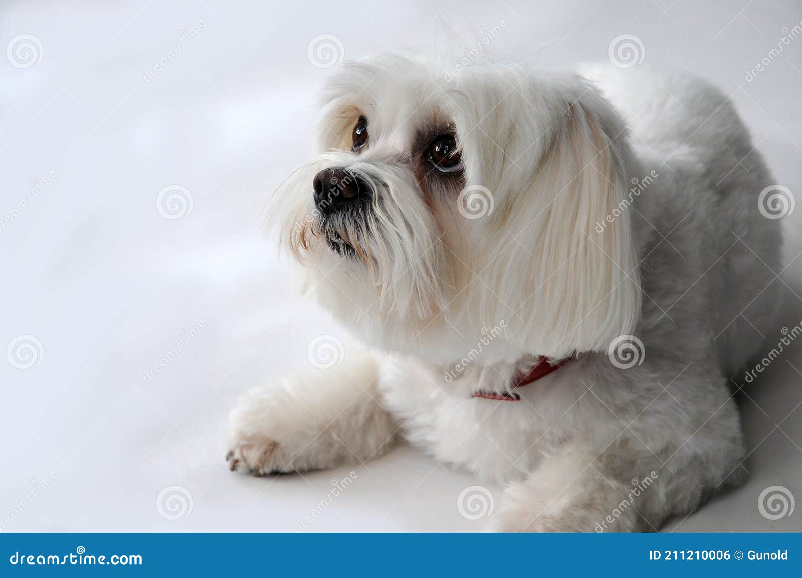 fearful little maltese dog with big eyes