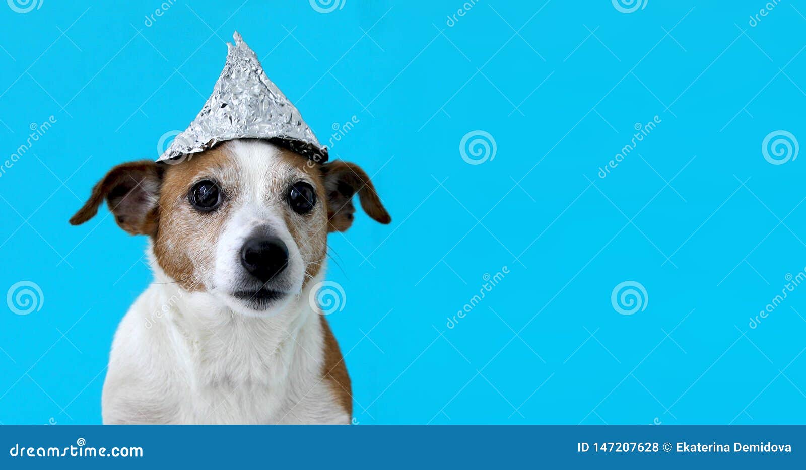 Scared dog in a foil hat stock photo. Image of supernatural 147207628