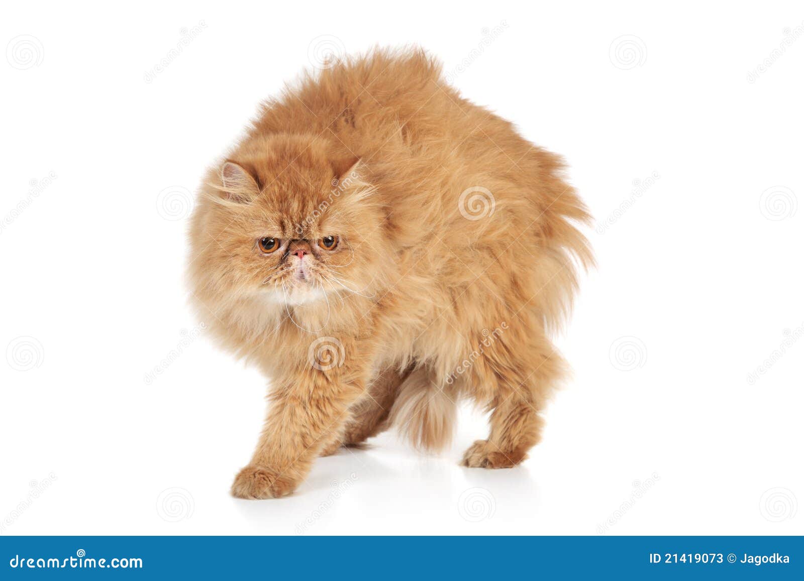 scared ginger persian cat