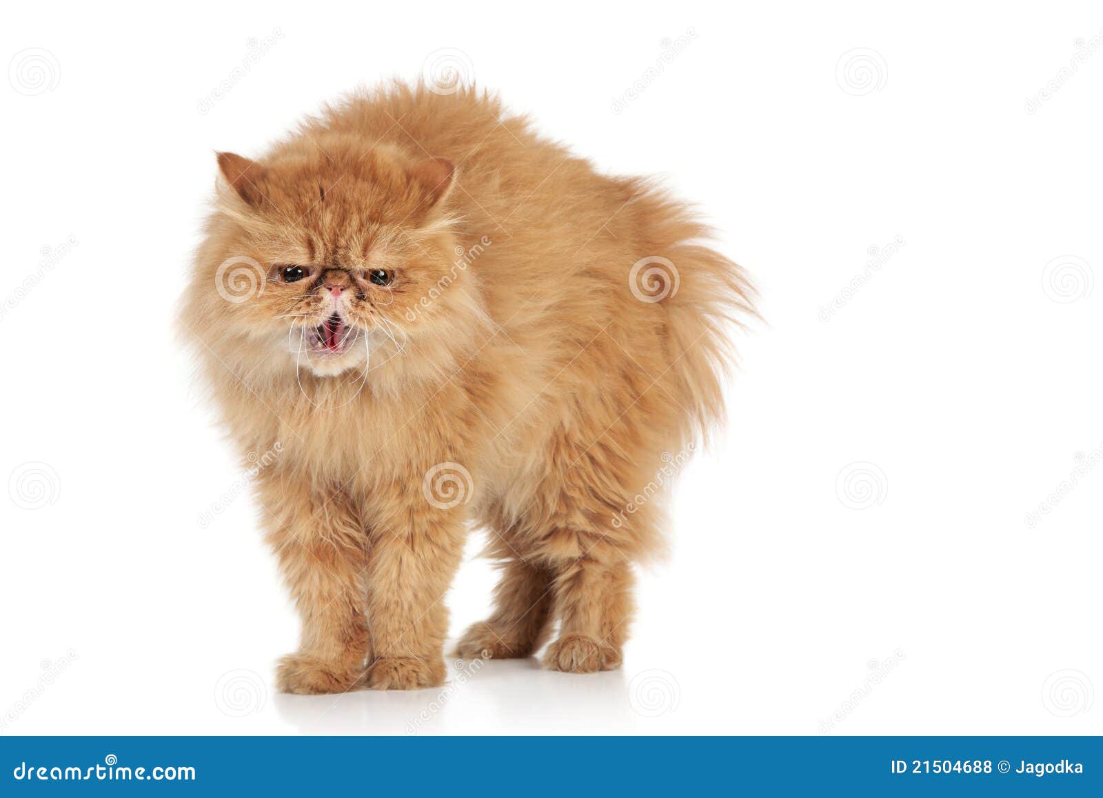 Scared Ginger Persian cat stock photo. Image of animals 21504688