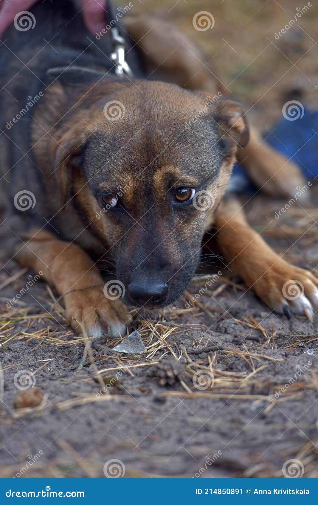 Scared Little Brown Mongrel Puppy at Animal Shelter Stock Image - Image of  little, child: 214850891