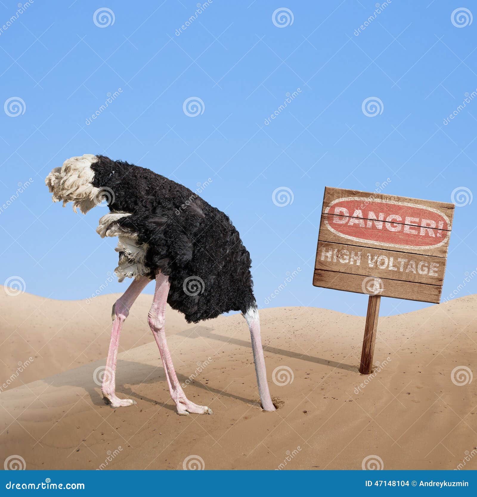 Scared Ostrich Burying Head In Sand Under Danger Stock Photo - Image