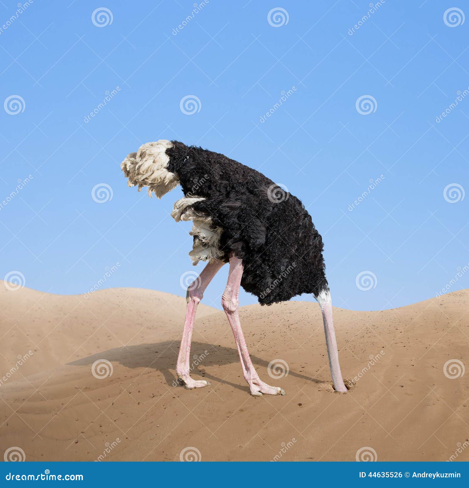 scared ostrich burying its head in sand