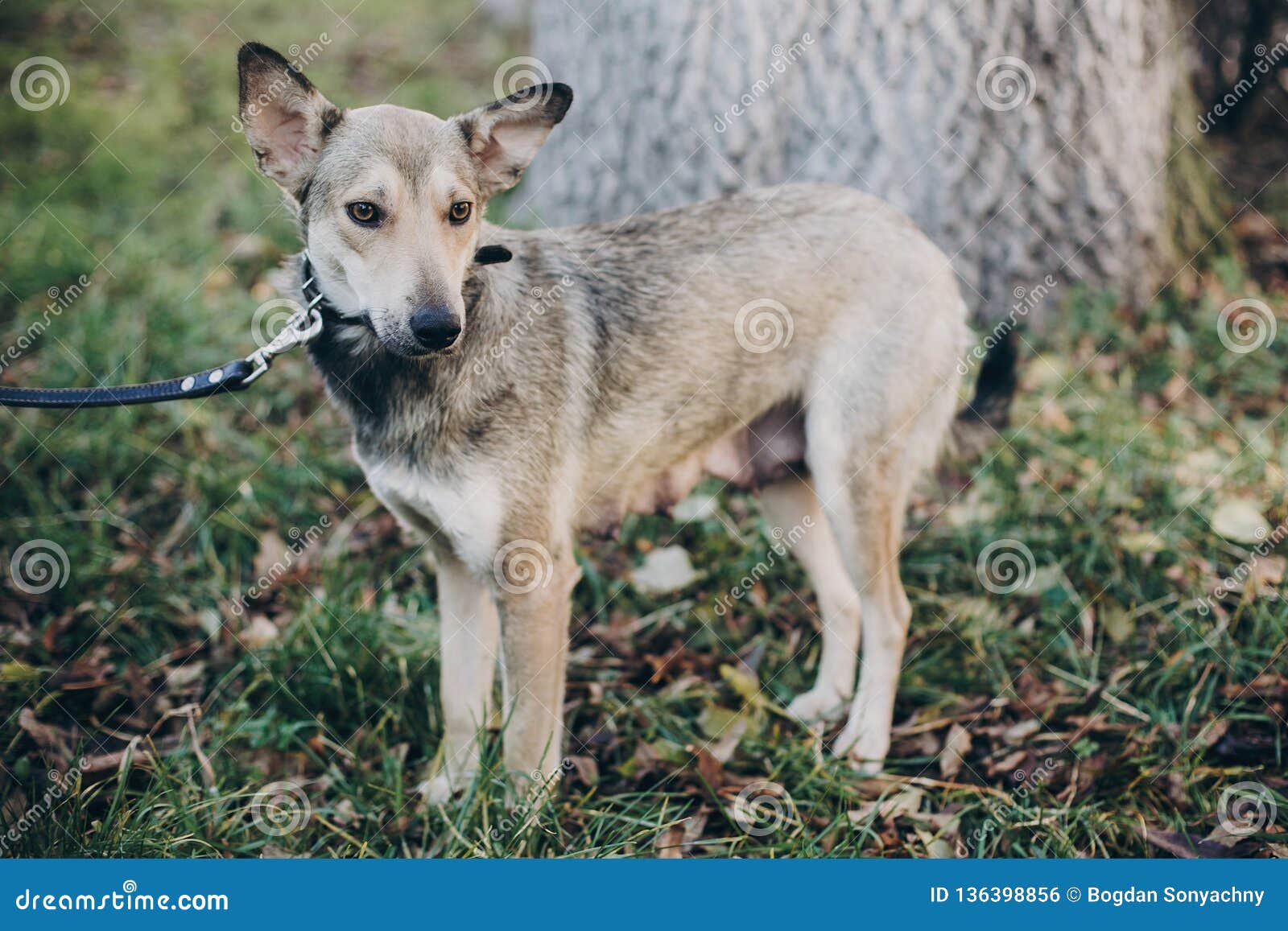 Scared pregnant dog with sad eyes and emotions walking in city street. Adoption concept. Portrait of cute gray dog in park. Dog shelter