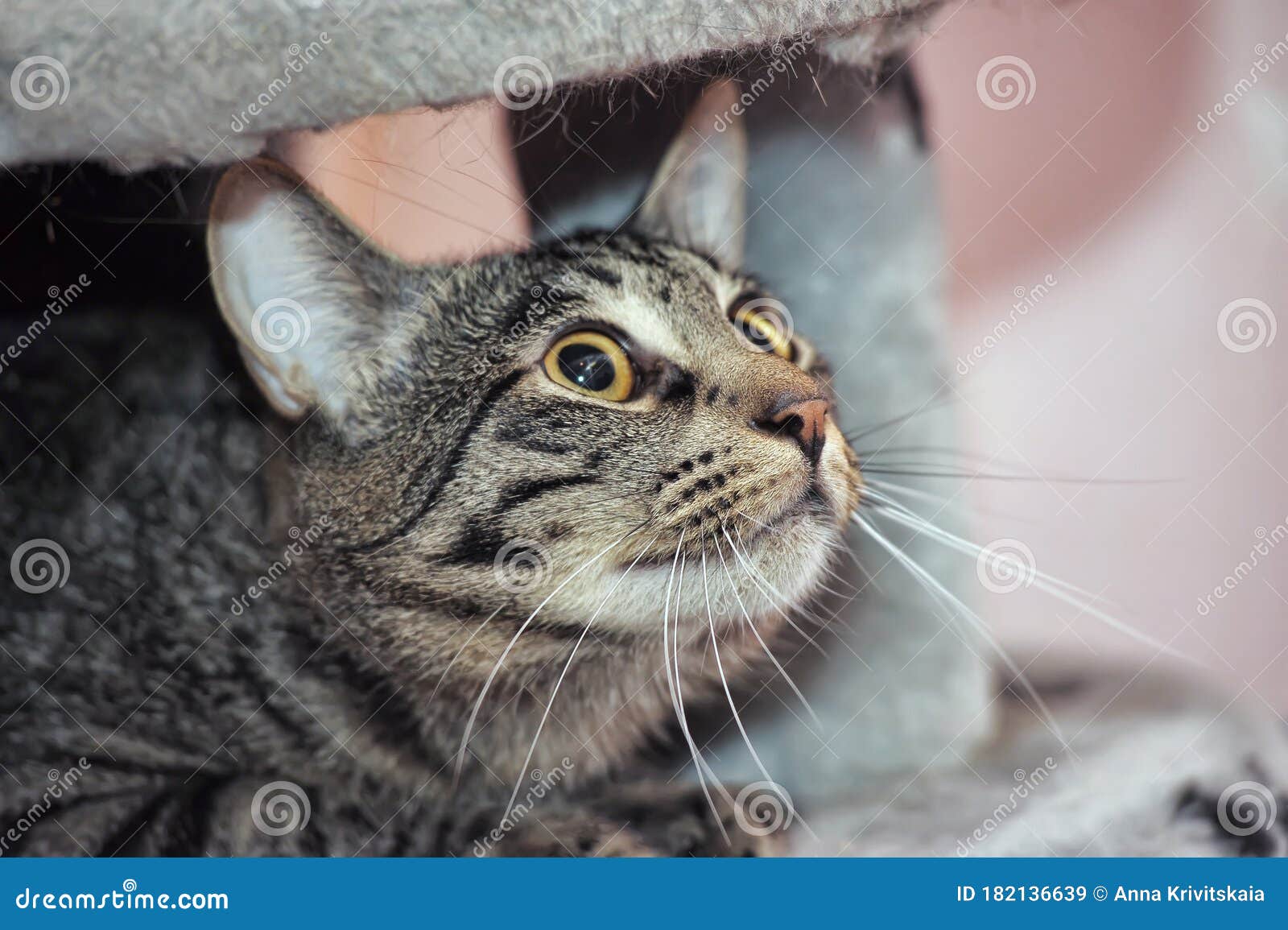 Scared Striped Cat With Wide Eyes Stock Image Image Of Expression Funny 182136639