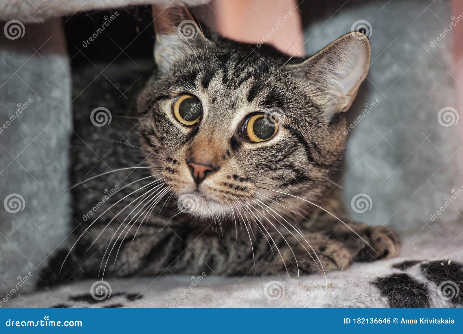 Scared Striped Cat With Wide Eyes Stock Photo Image Of Adorable Funny 182136646