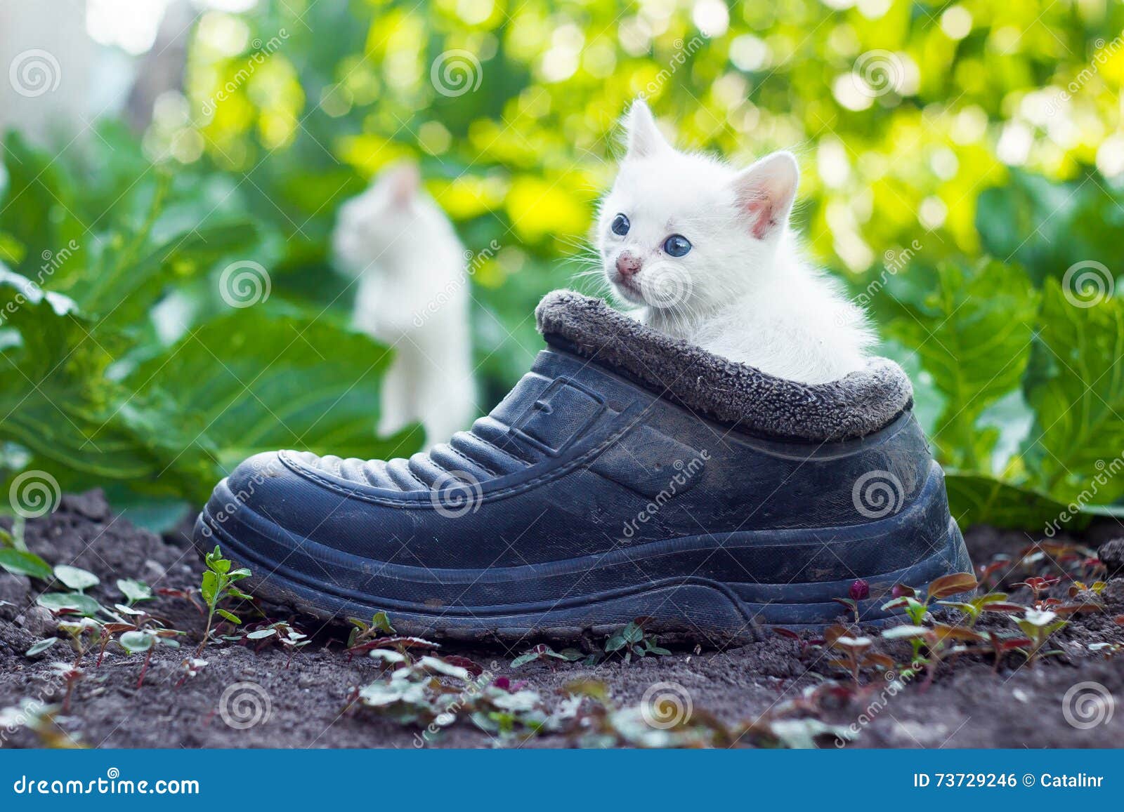 Scared White Kitten Sitting in Old Boot Stock Photo Image of little, animal 73729246
