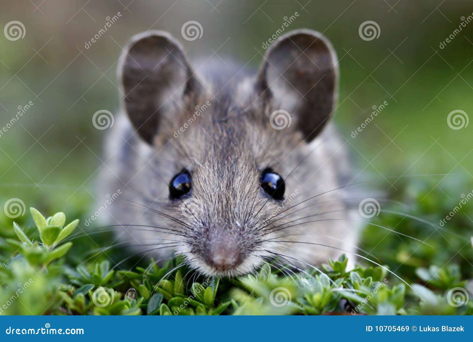 scared house mouse