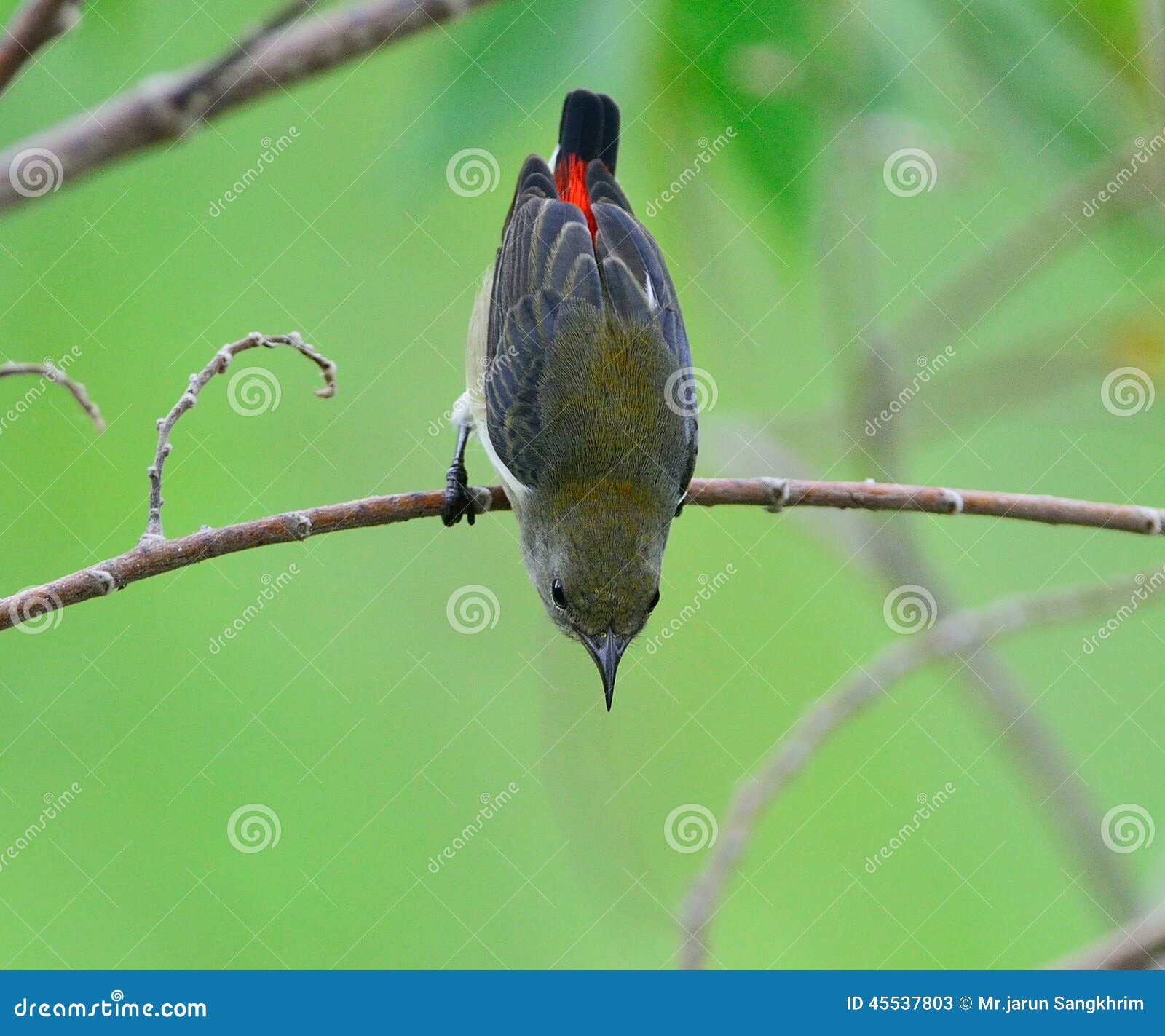 scarlet-backed flowerpecker