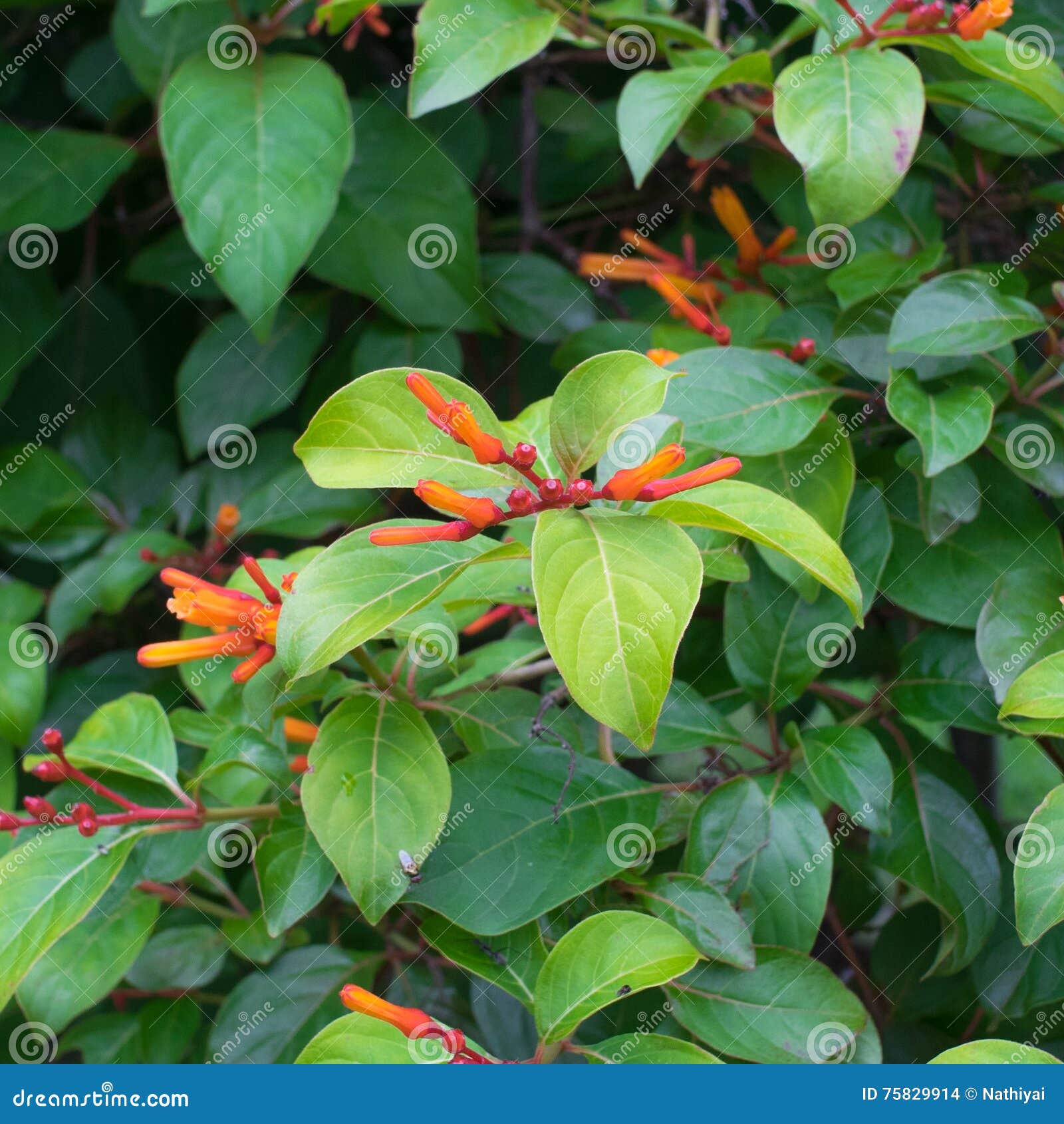 Scarlet Bush Tree Stock Photo Image Of Firebush Flower