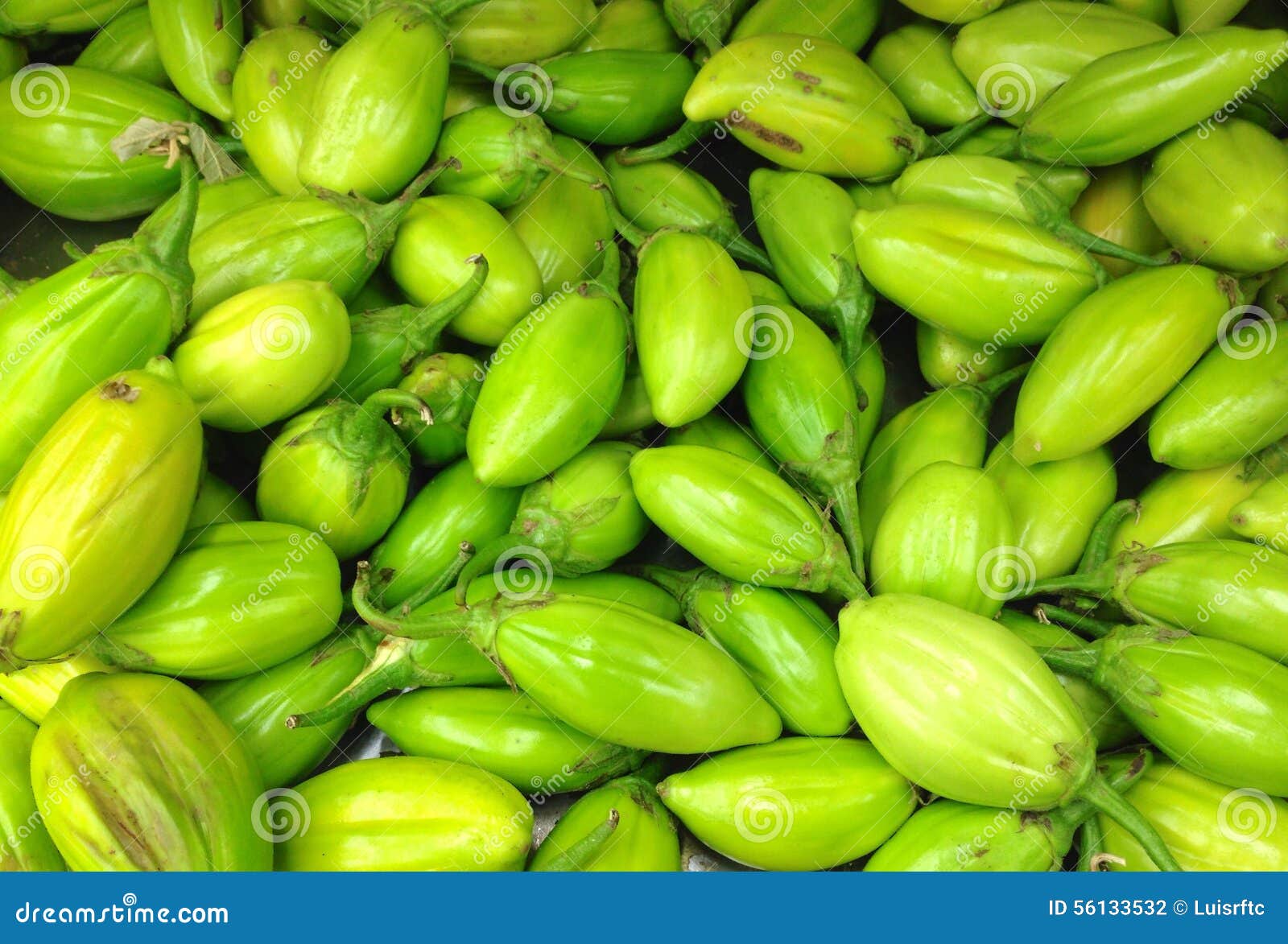 Scarlet eggplant (jiló) full screen, top view. Formerly Solanum gilo, now  considered a group of cultivars of Solanum aethiopicum, is the fruit of the  herbaceous plant Jiloeiro. Cultivated in Brazil. Stock Photo