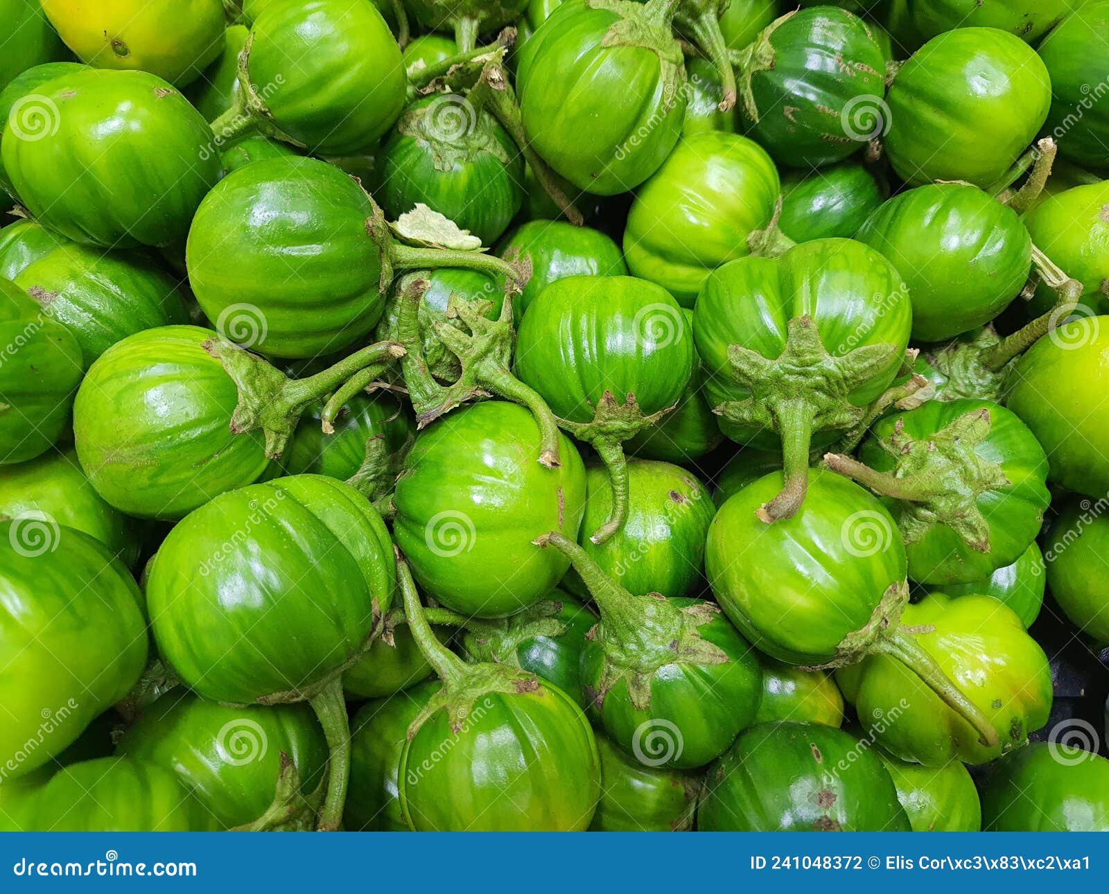 Solanum aethiopicum (african scarlet eggplant)