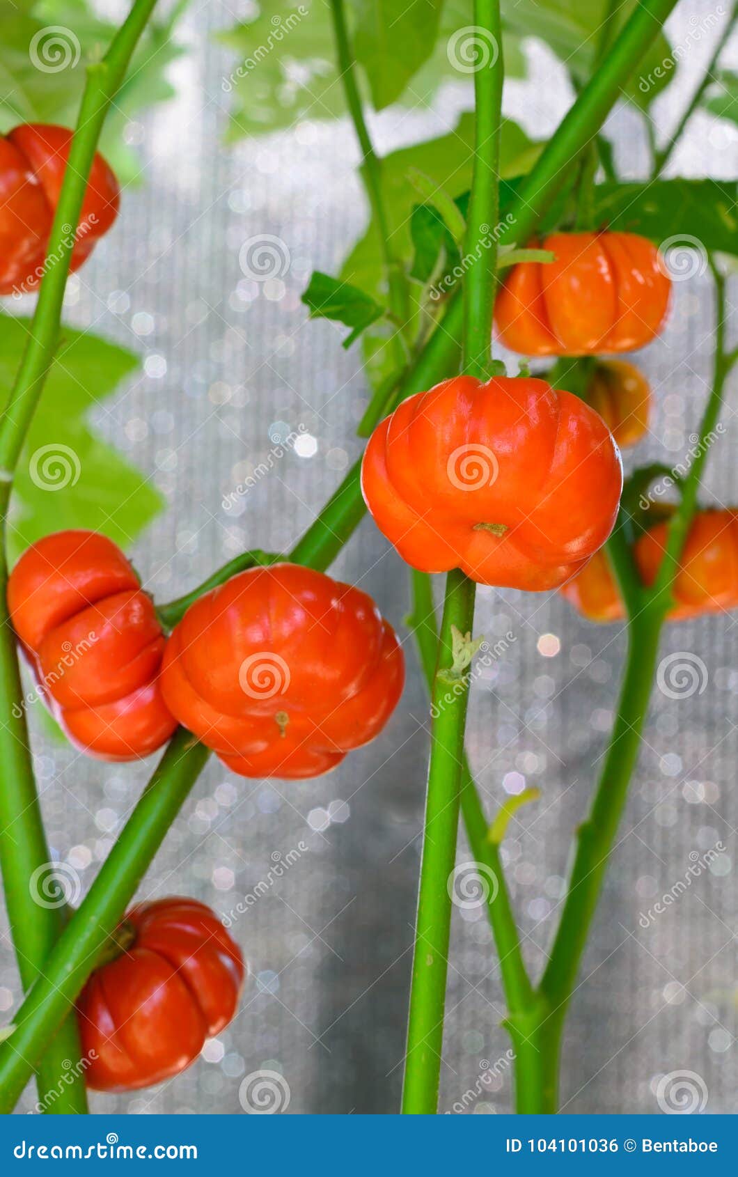 Scarlet Eggplant, Mock Tomato Mini Pumpkins, Japanese Golden Egg Stock  Photo - Image of annuals, cultivation: 104101036