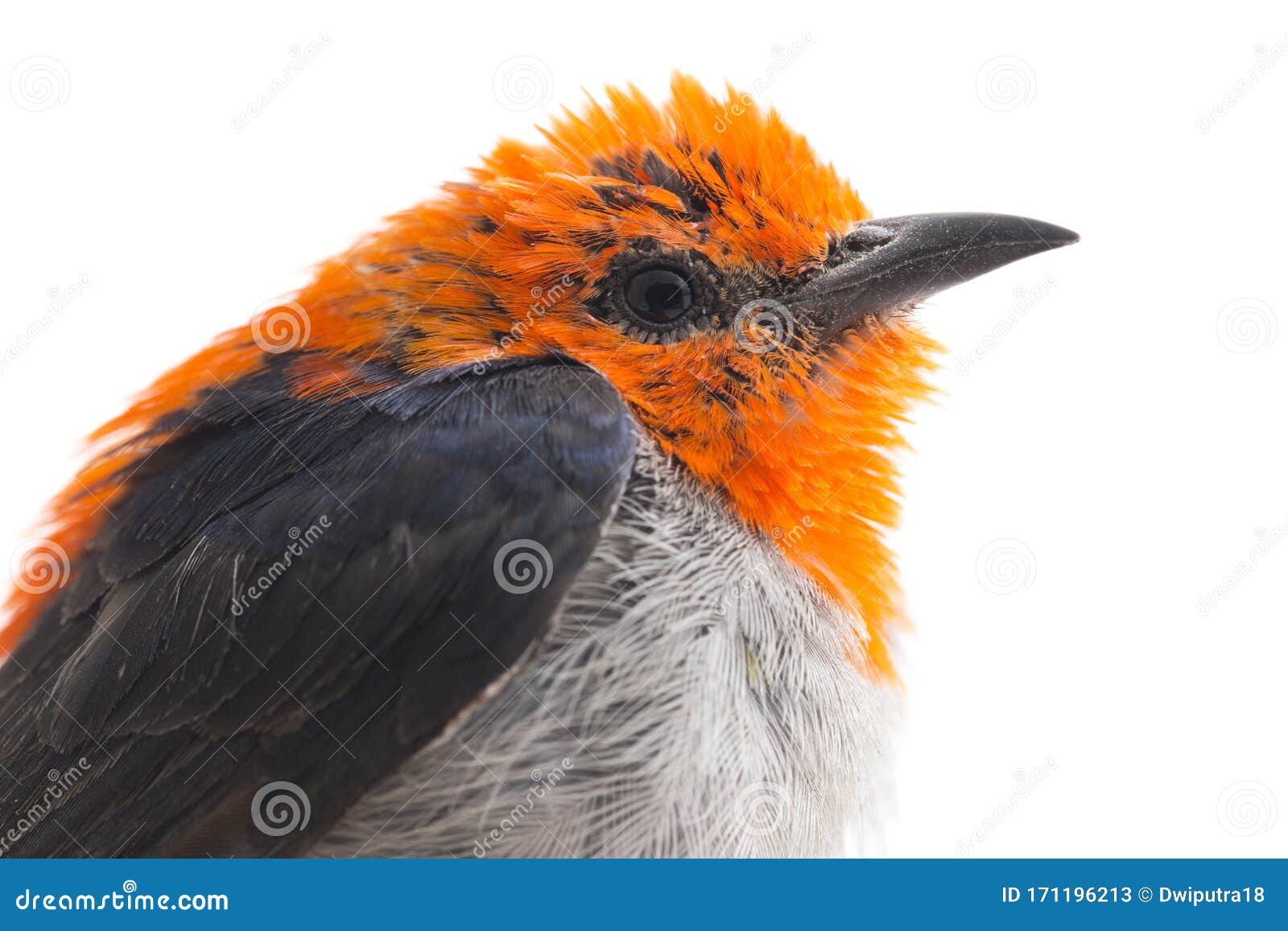 the scarlet-headed flowerpecker dicaeum trochileum is a species of bird in the family dicaeidae. it is endemic to indonesia.