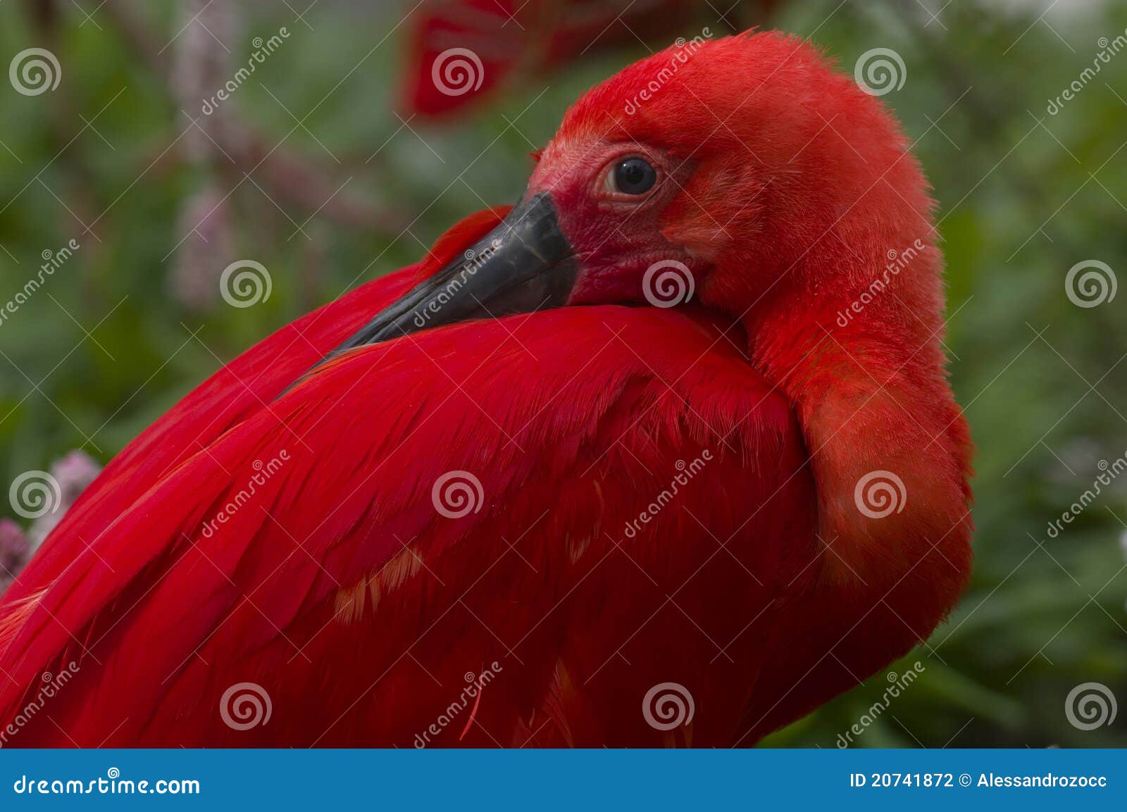 scarlet ibis (eudocimus ruber)