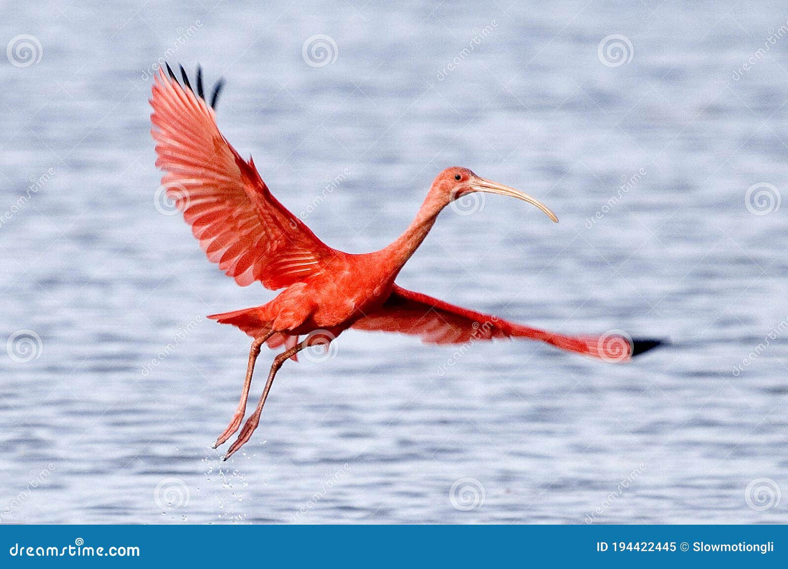 scarlet ibis eudocimus ruber, adult in flight above water, los lianos in venezuela