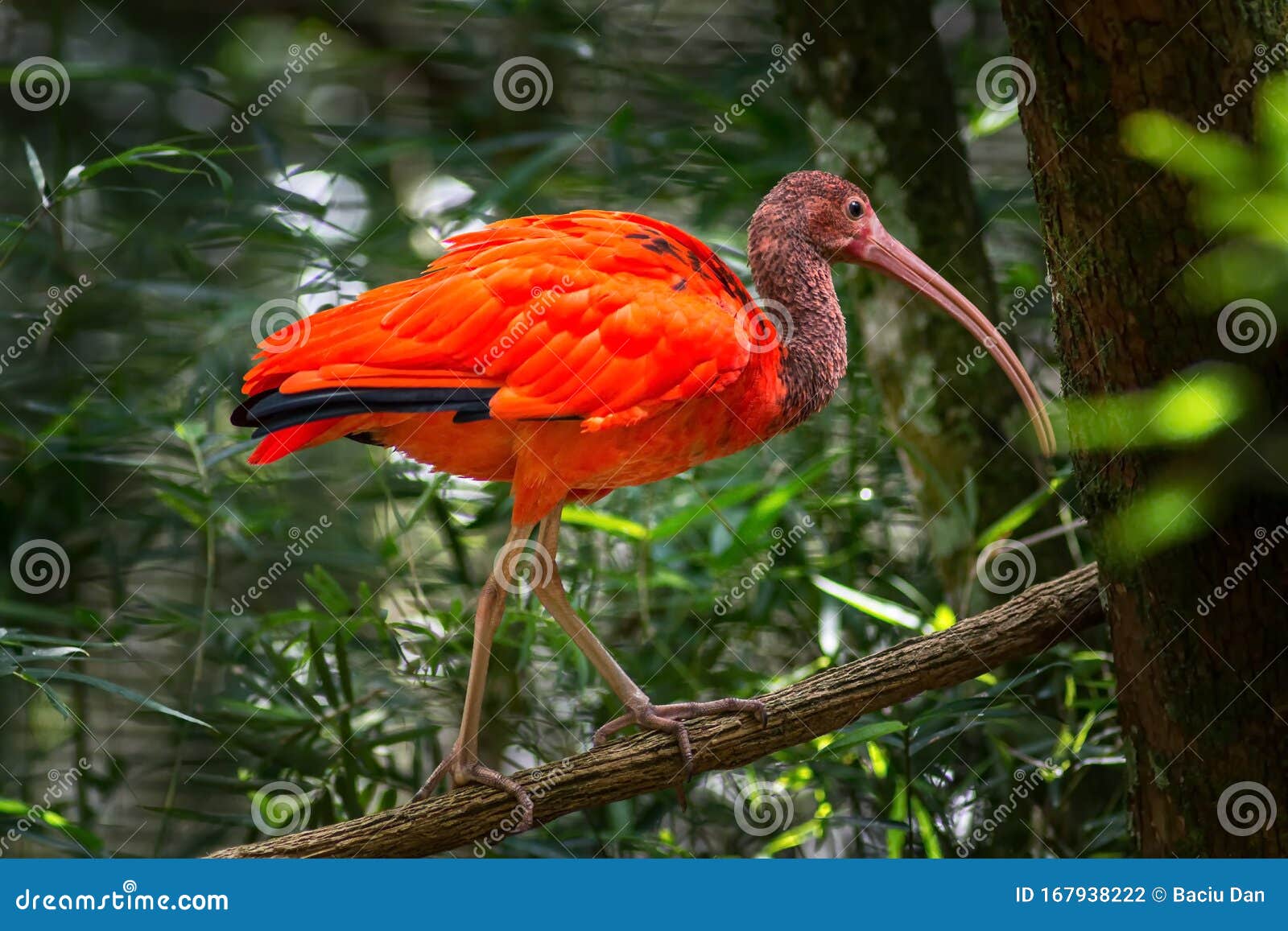 wild amazon rainforest bird scarlet ibis, eudocimus ruber, wild tropical bird of brazil  in the forest in parque das aves