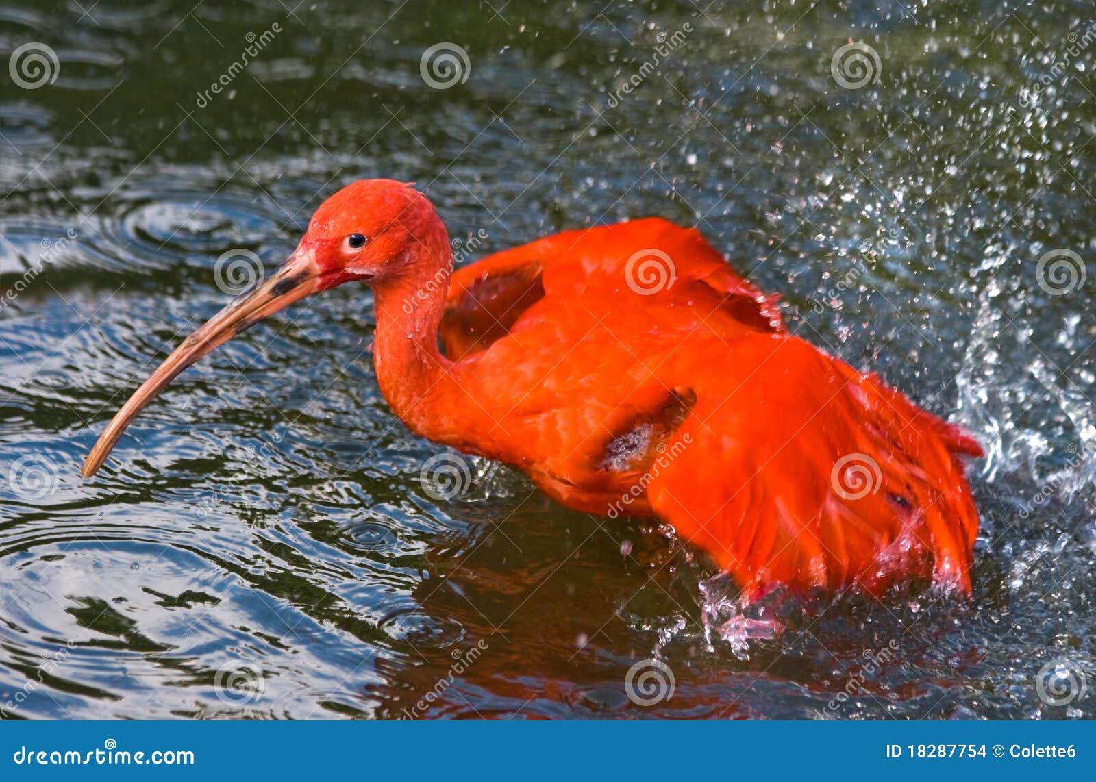 Scarlet ibis taking a bath stock photo. Image of color 18287754