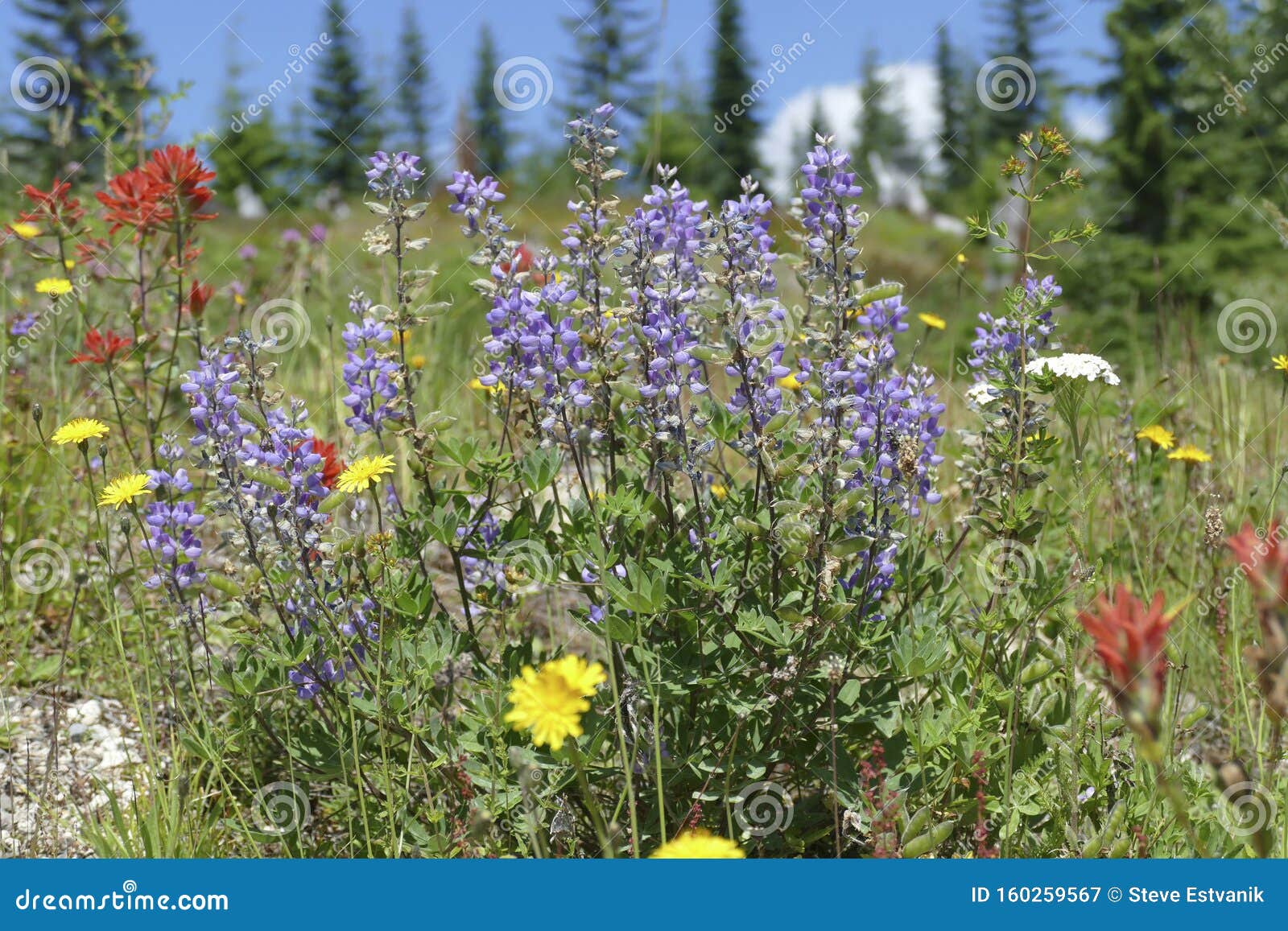 lupine and indian paintbrush tattoo lupine and indian paintbrush tattoo