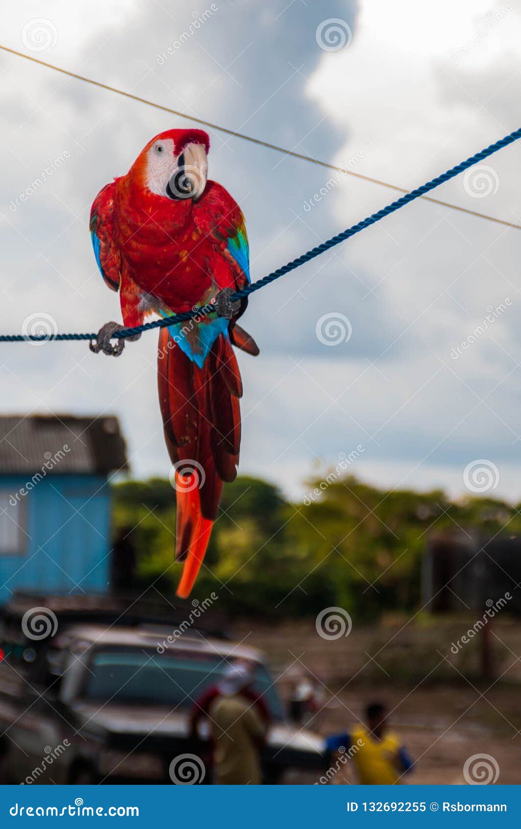Scarlet Macaw In Amazon Stock Image Image Of Central