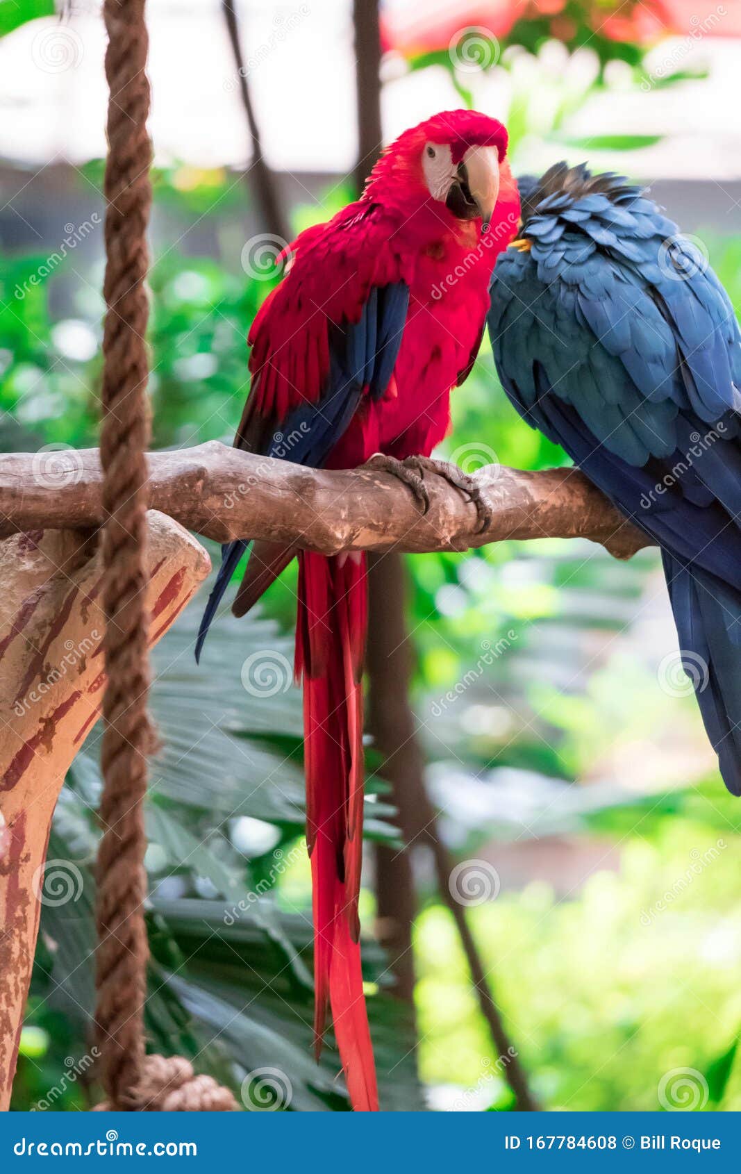 Scarlet Macaw Ara澳门 来自中美洲森林 哥斯达黎加的大型美丽的彩色鹦鹉库存照片 图片包括有宠物 热带