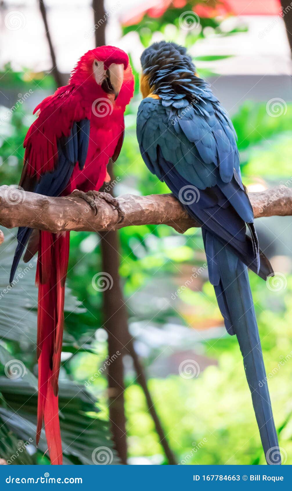 Scarlet Macaw Ara澳门 来自中美洲森林 哥斯达黎加的大型美丽的彩色鹦鹉库存图片 图片包括有本质 金刚鹦鹉