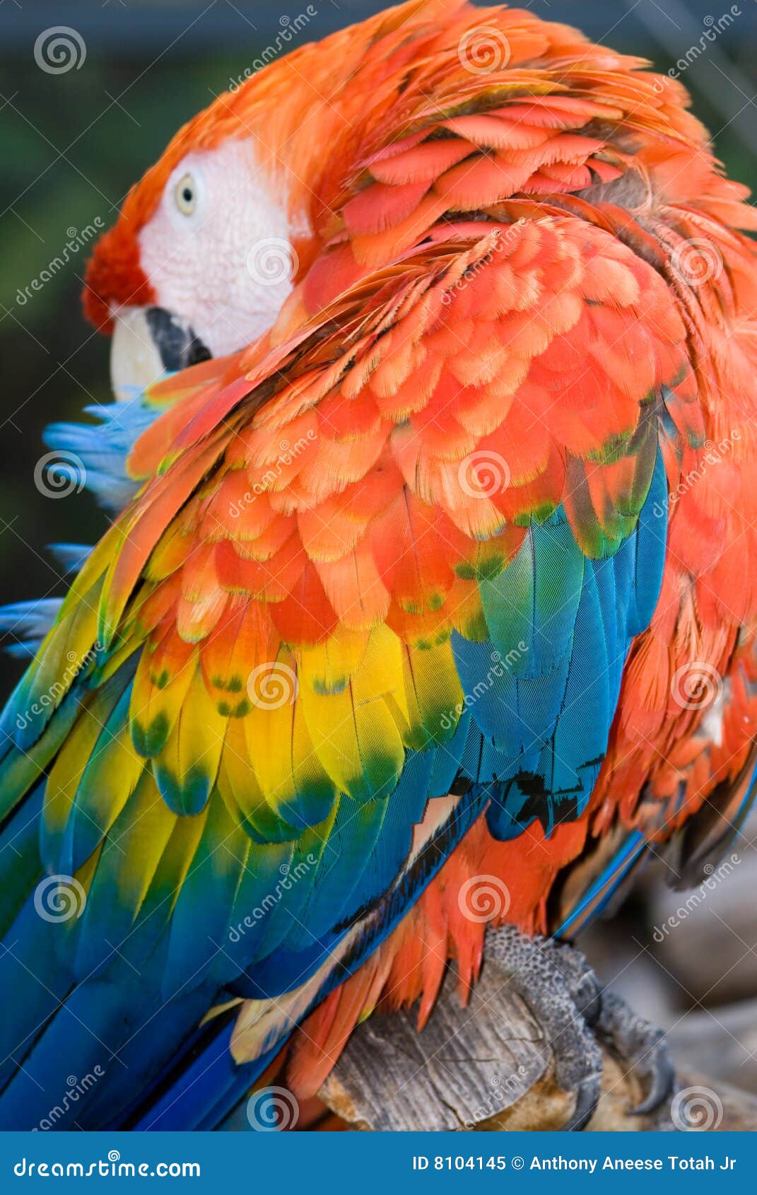 scarlet macaw (ara macao)