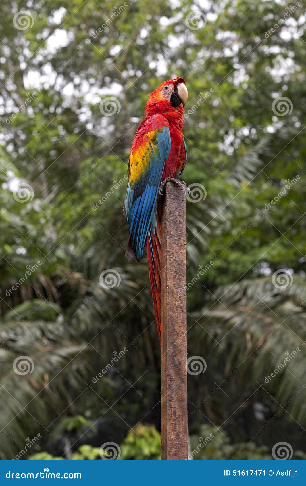 Scarlet Macaw Stock Image Image Of Macaw Parrot Latin