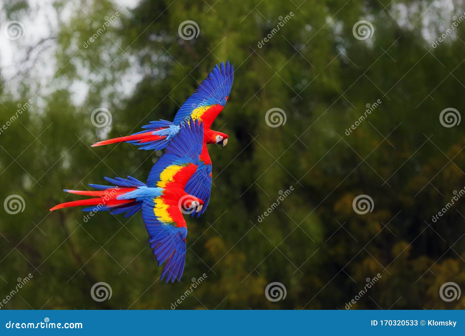 the scarlet macaw ara macao flying through forest with green background.