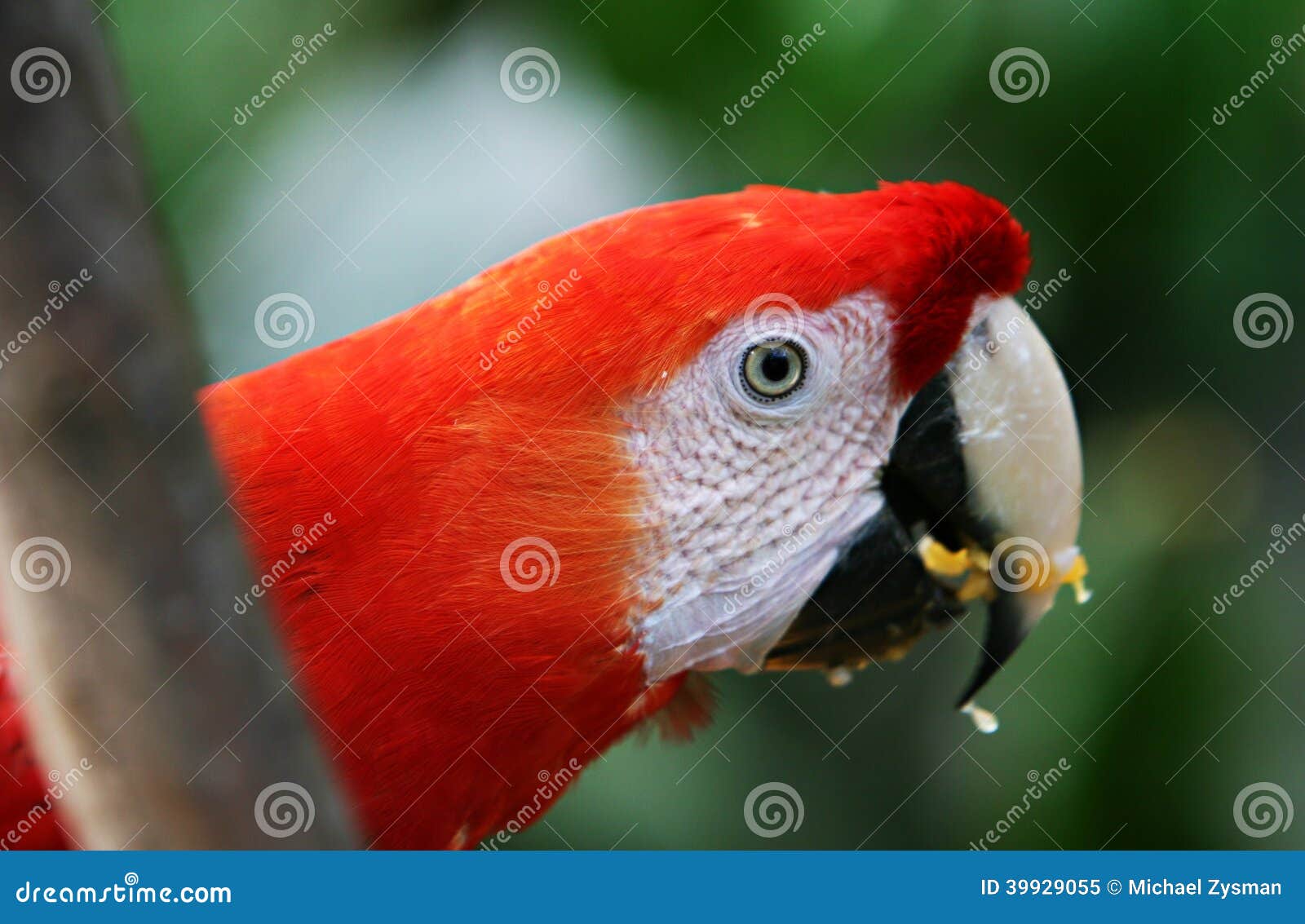 Scarlet Macaw eating fruit stock image. Image of rainforest 39929055