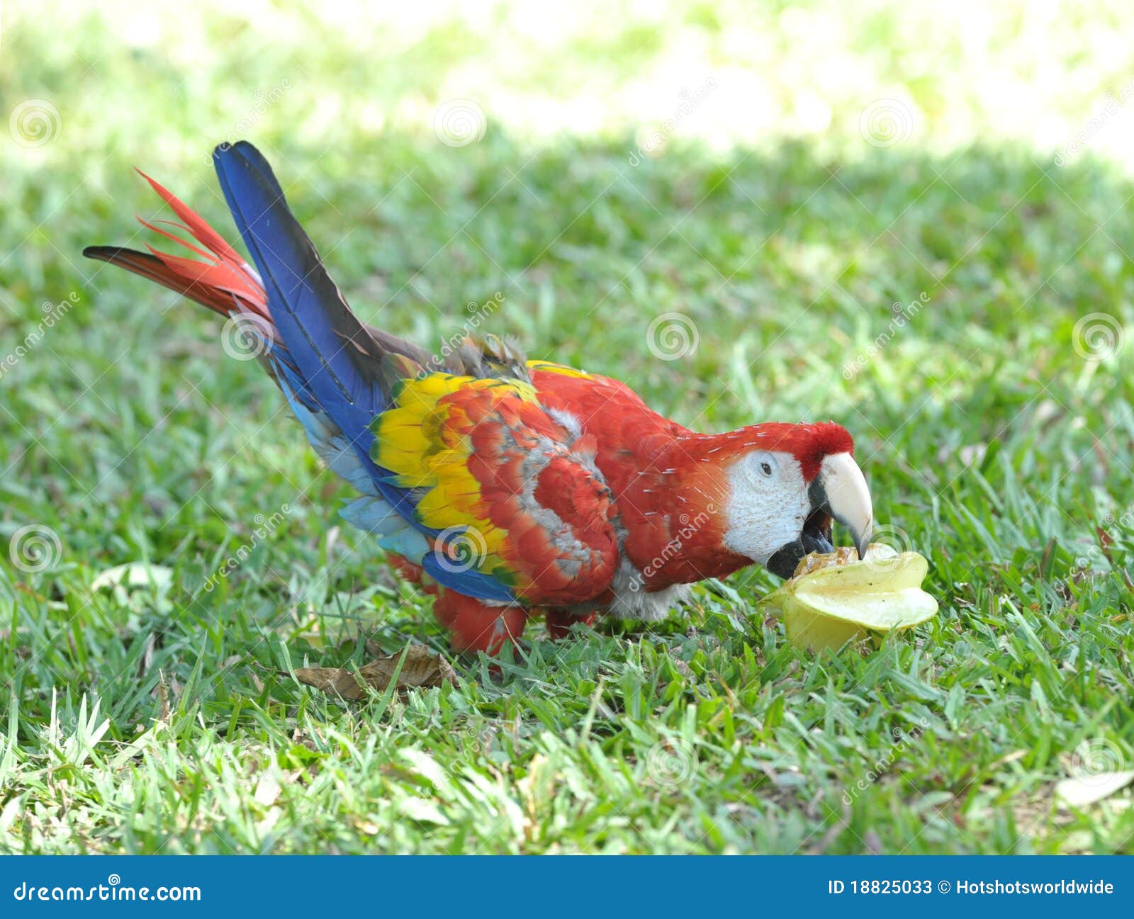 Scarlet Macaw Eating Star Fruit, Honduras Stock Image Image of bird
