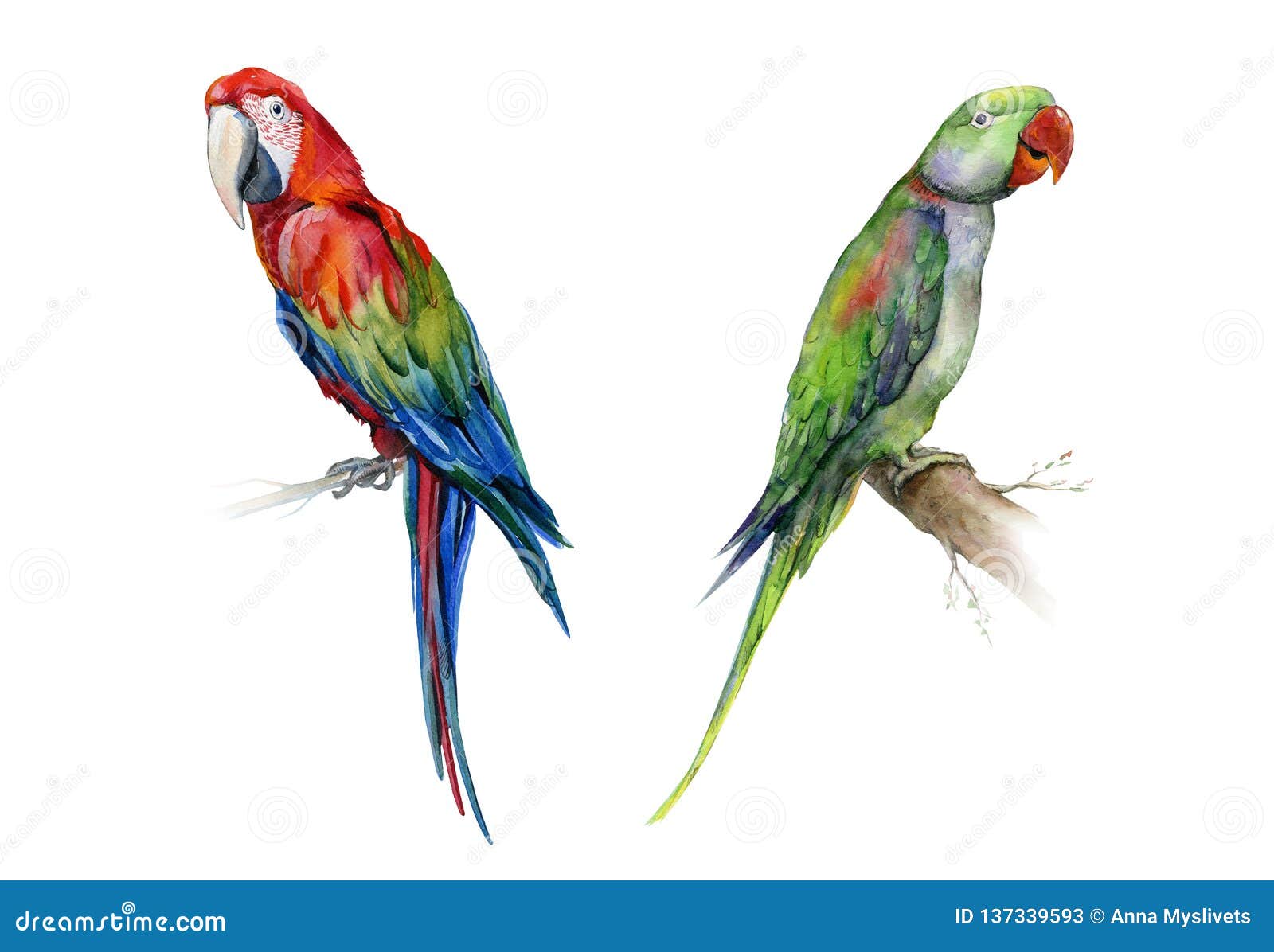 Mand cilia Himlen Scarlet Macaw Parrot and Green Alexandrine Parrot. Stock Illustration -  Illustration of portrait, bird: 137339593