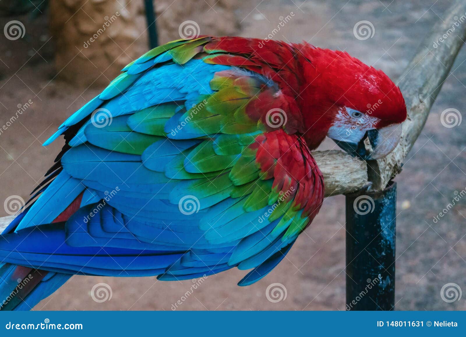 scarlet macaw sitting on perch