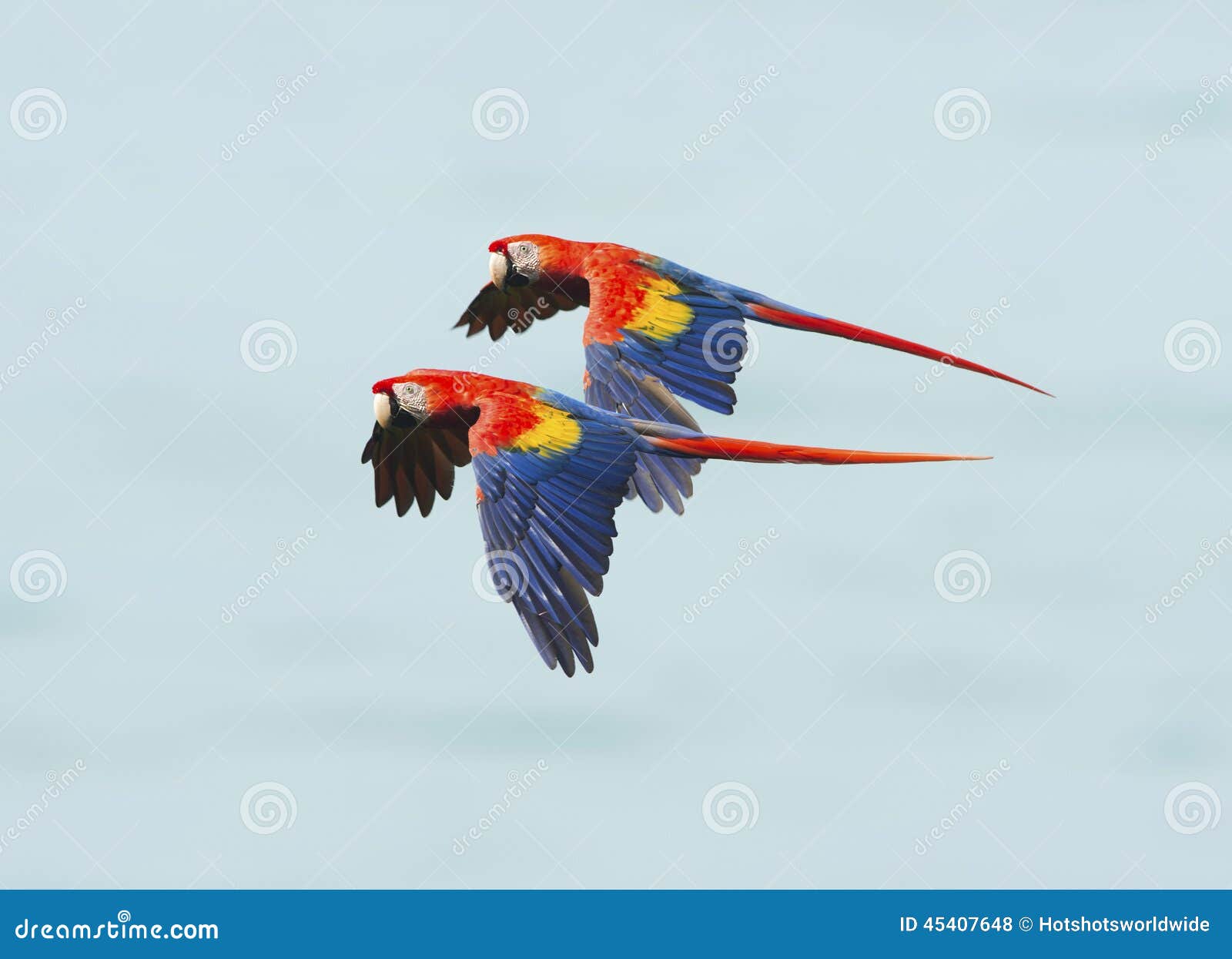 scarlet macaws flying, corcovado nat park, costa rica