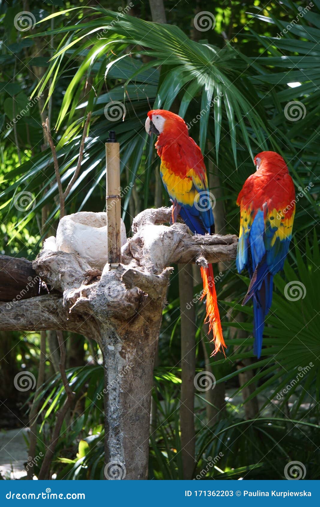 scarlet macaws resting on a tree,tulum, mexico