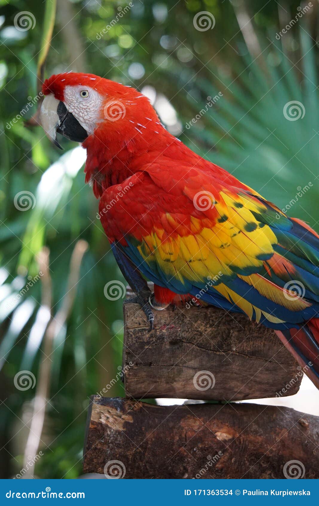 scarlet macaws resting on a tree,tulum, mexico