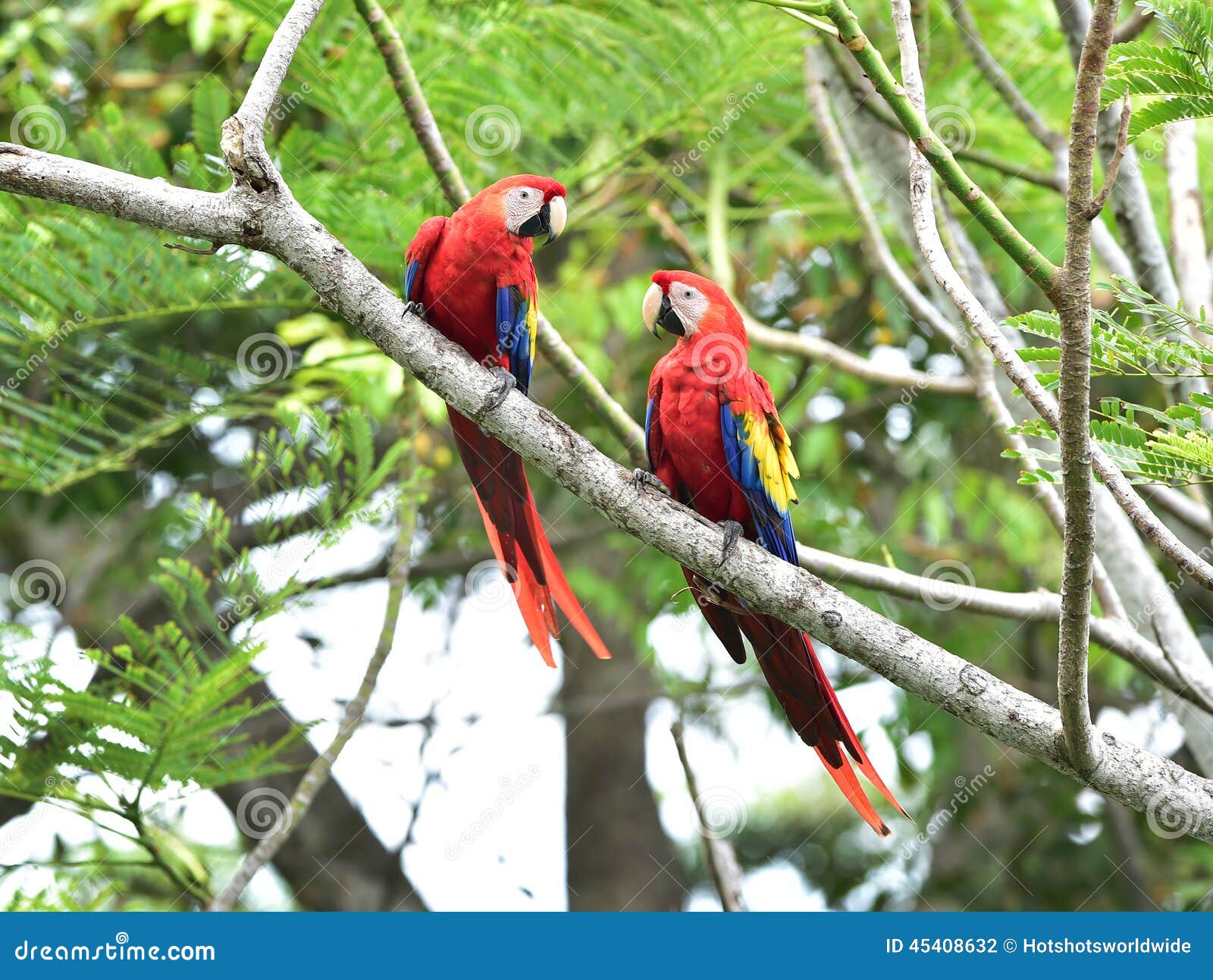 scarlet macaws tree, corcovado, costa rica