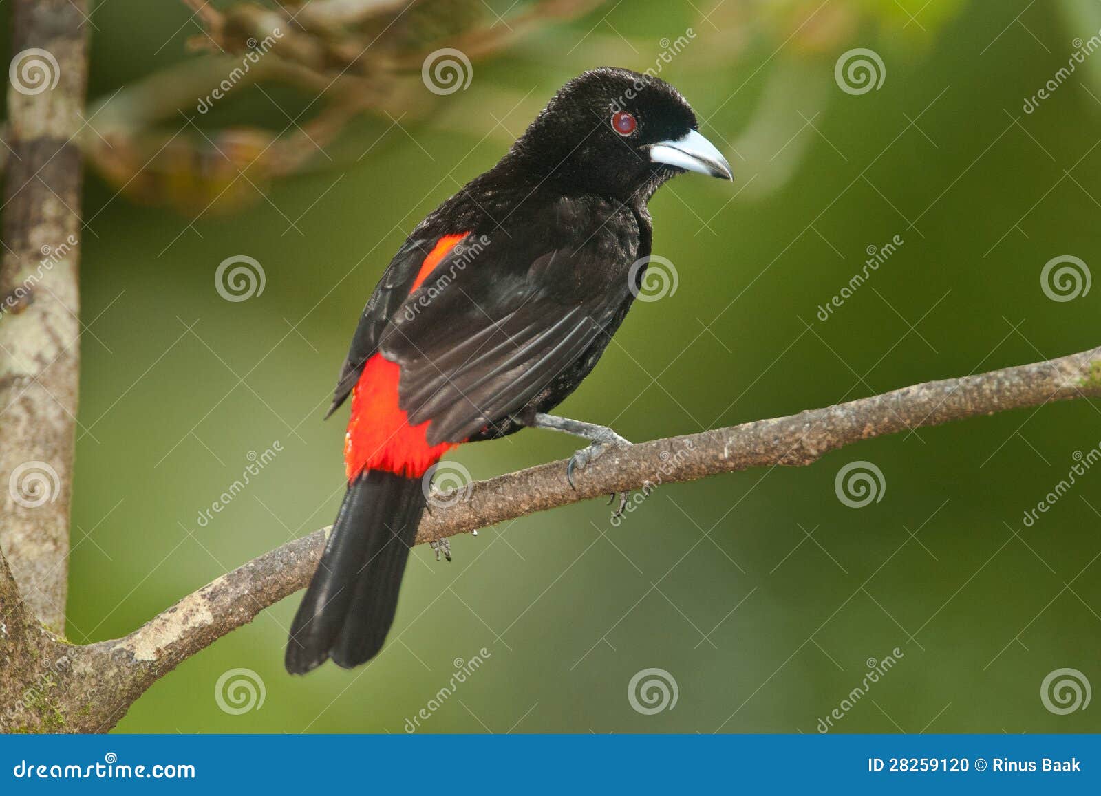 scarlet rumped tanager
